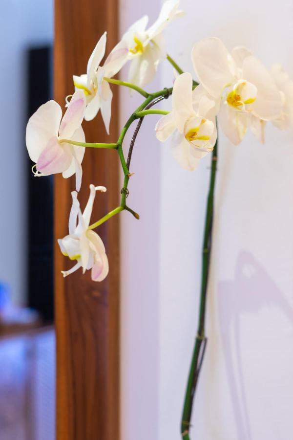 Hotel Villa Sonia Bisma 3*