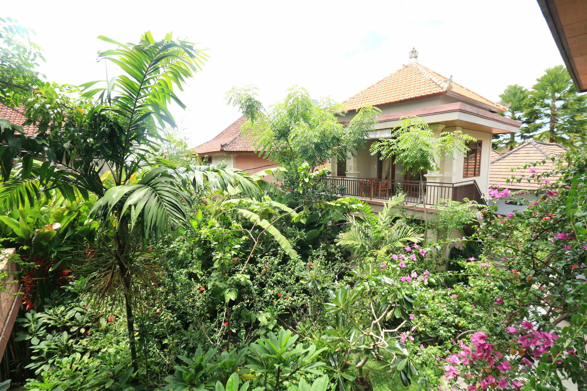 Frangipani