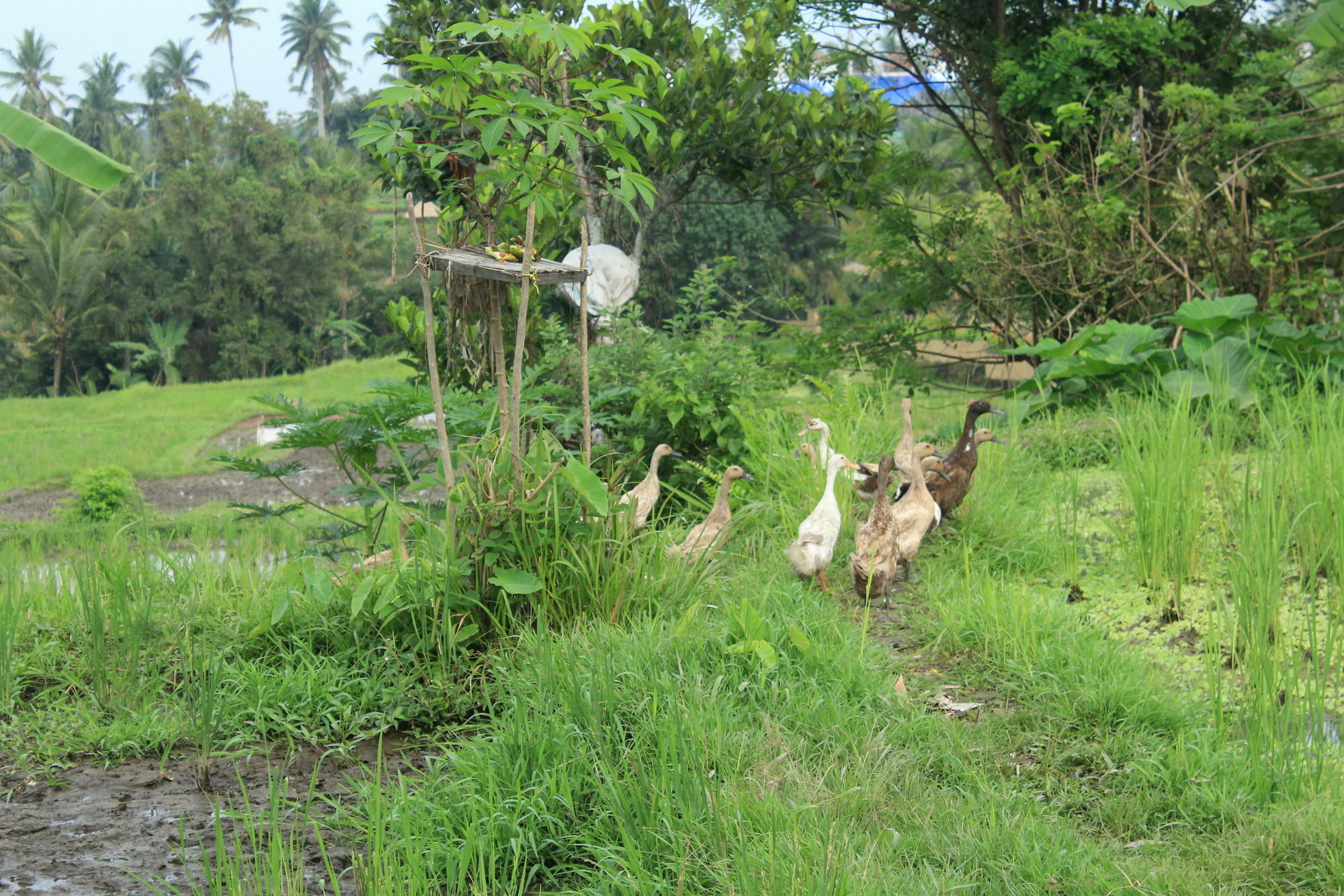 Permata Gasthuis