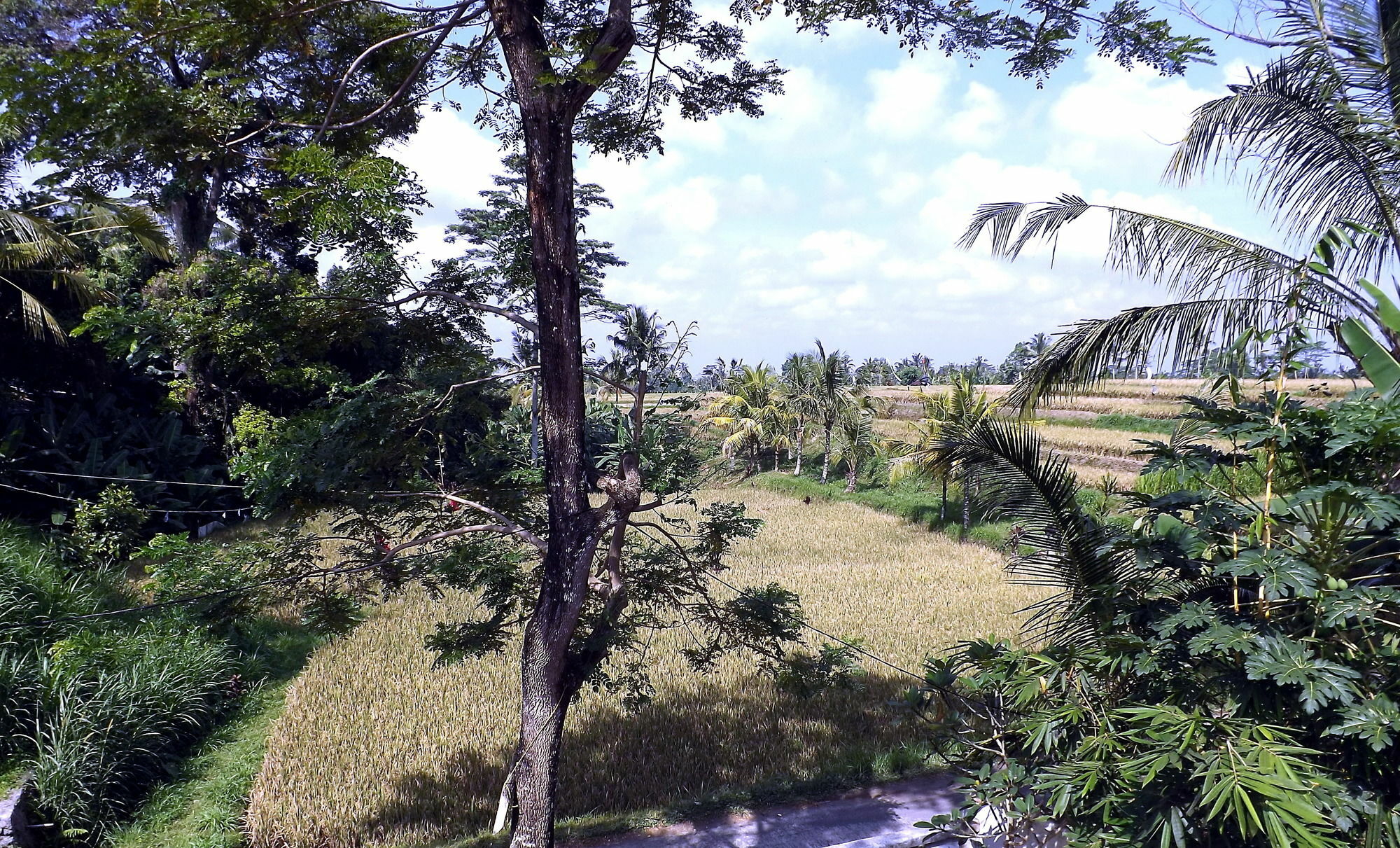 Homestay Uma Nandhi Ubud *