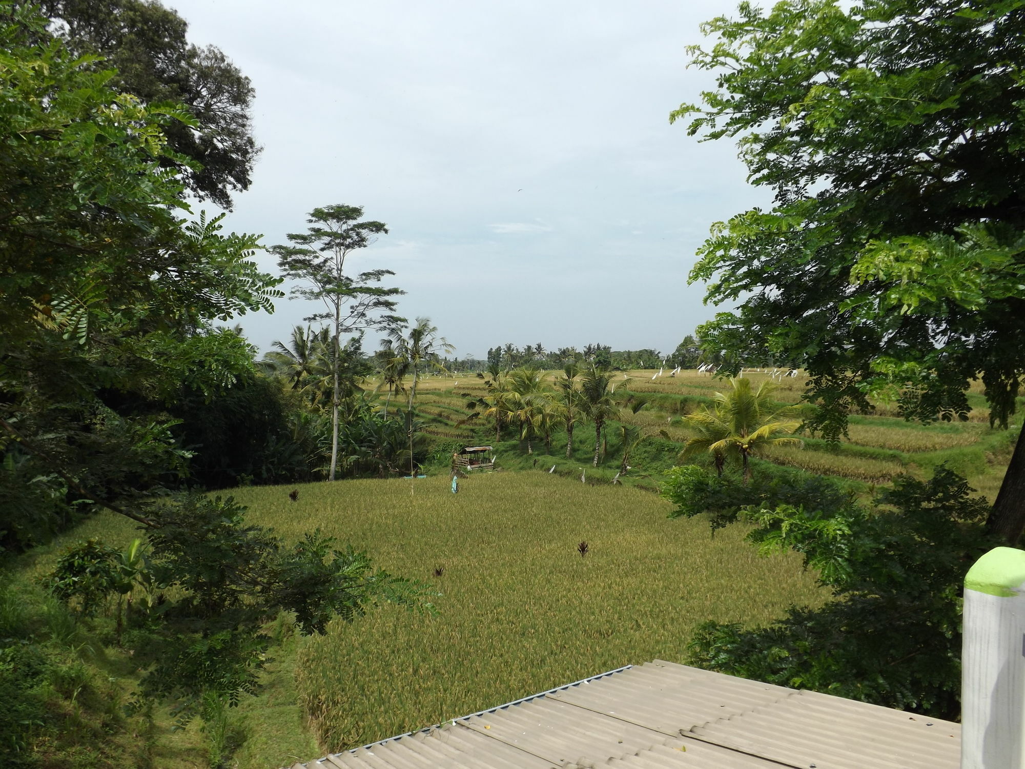 Uma Nandhi Ubud Tegallalang (Bali)