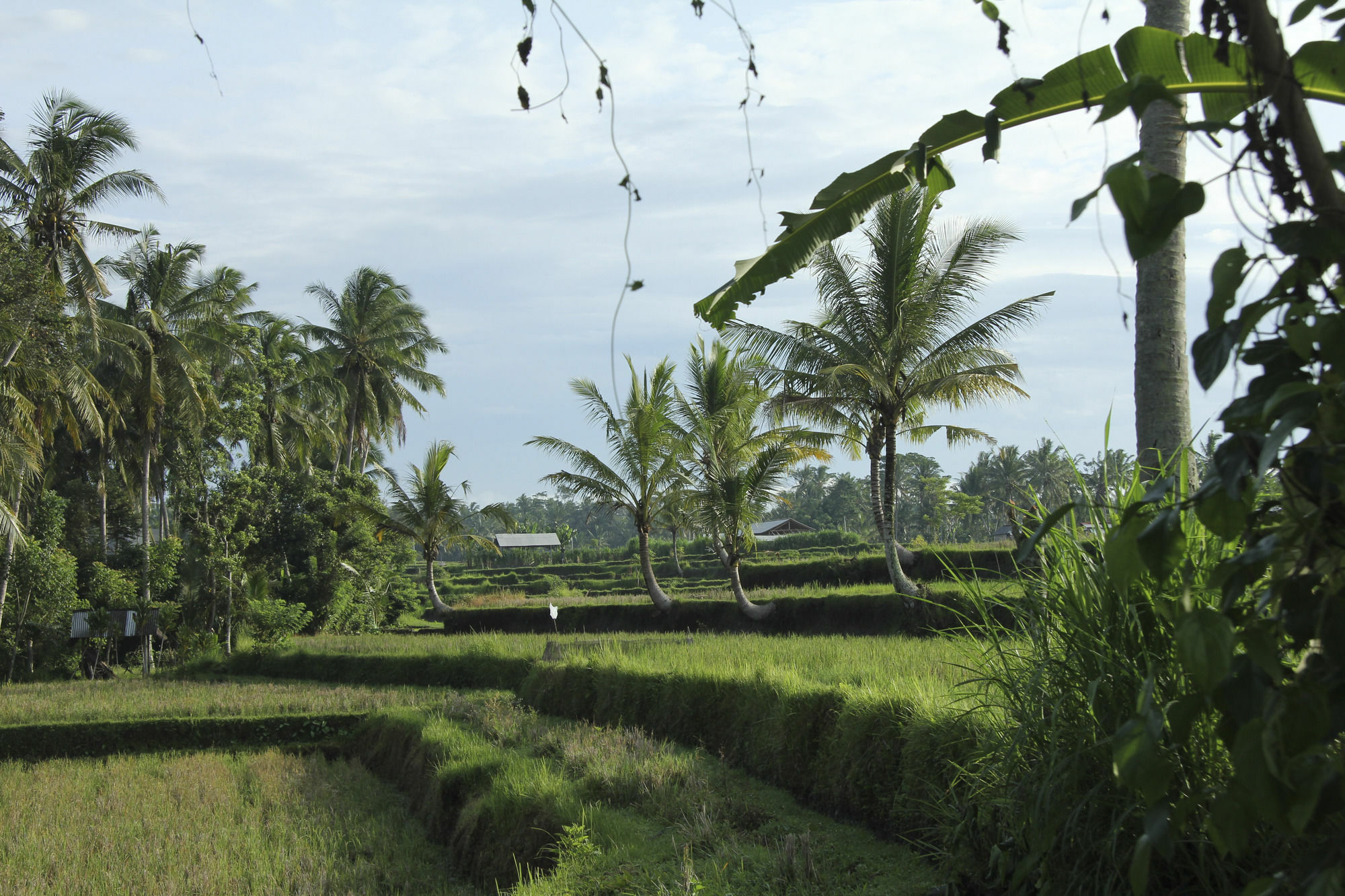 Sandat Glamping Tents Marangyang tolda Ubud (Bali)