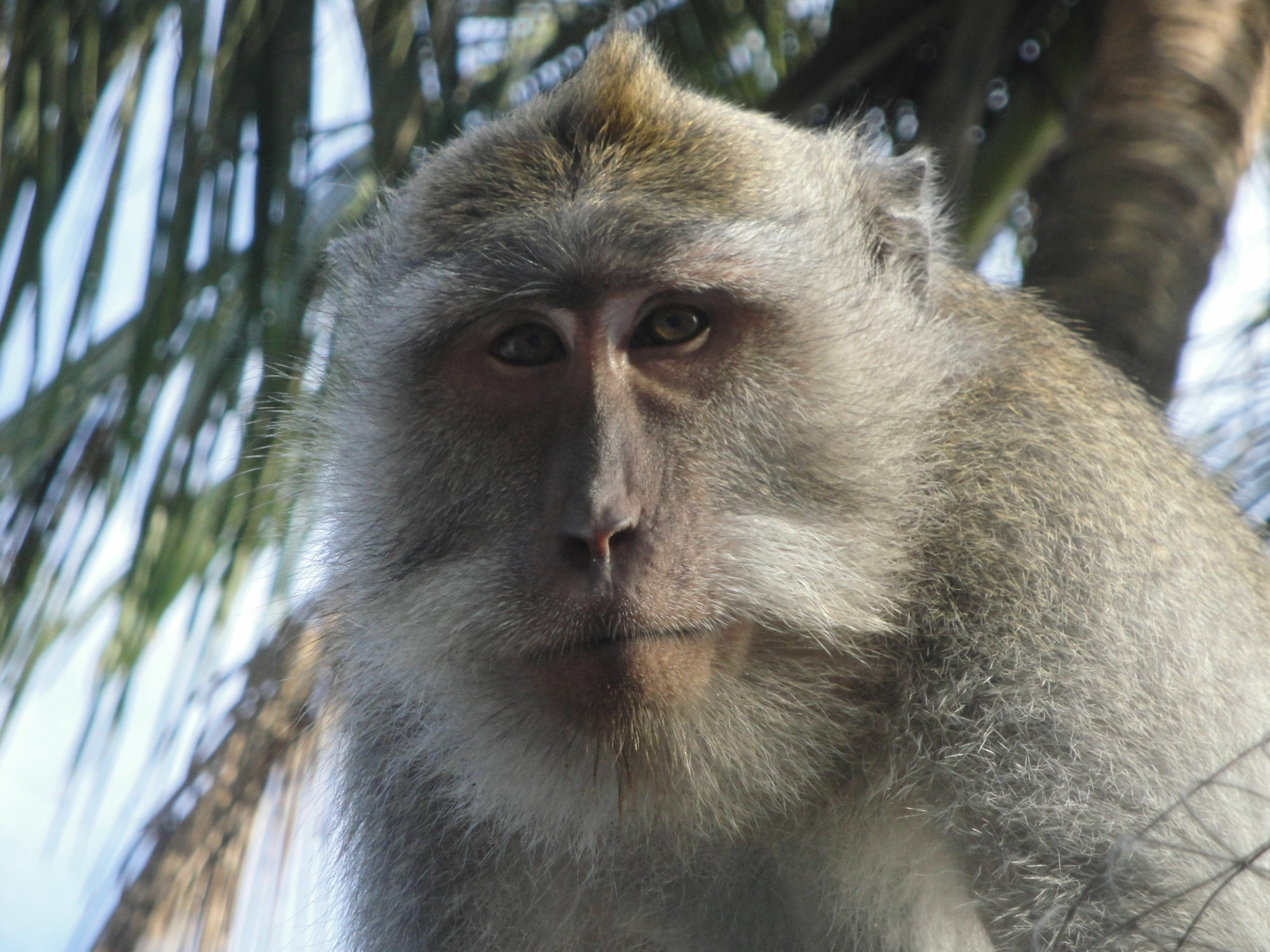 Wenara Bali