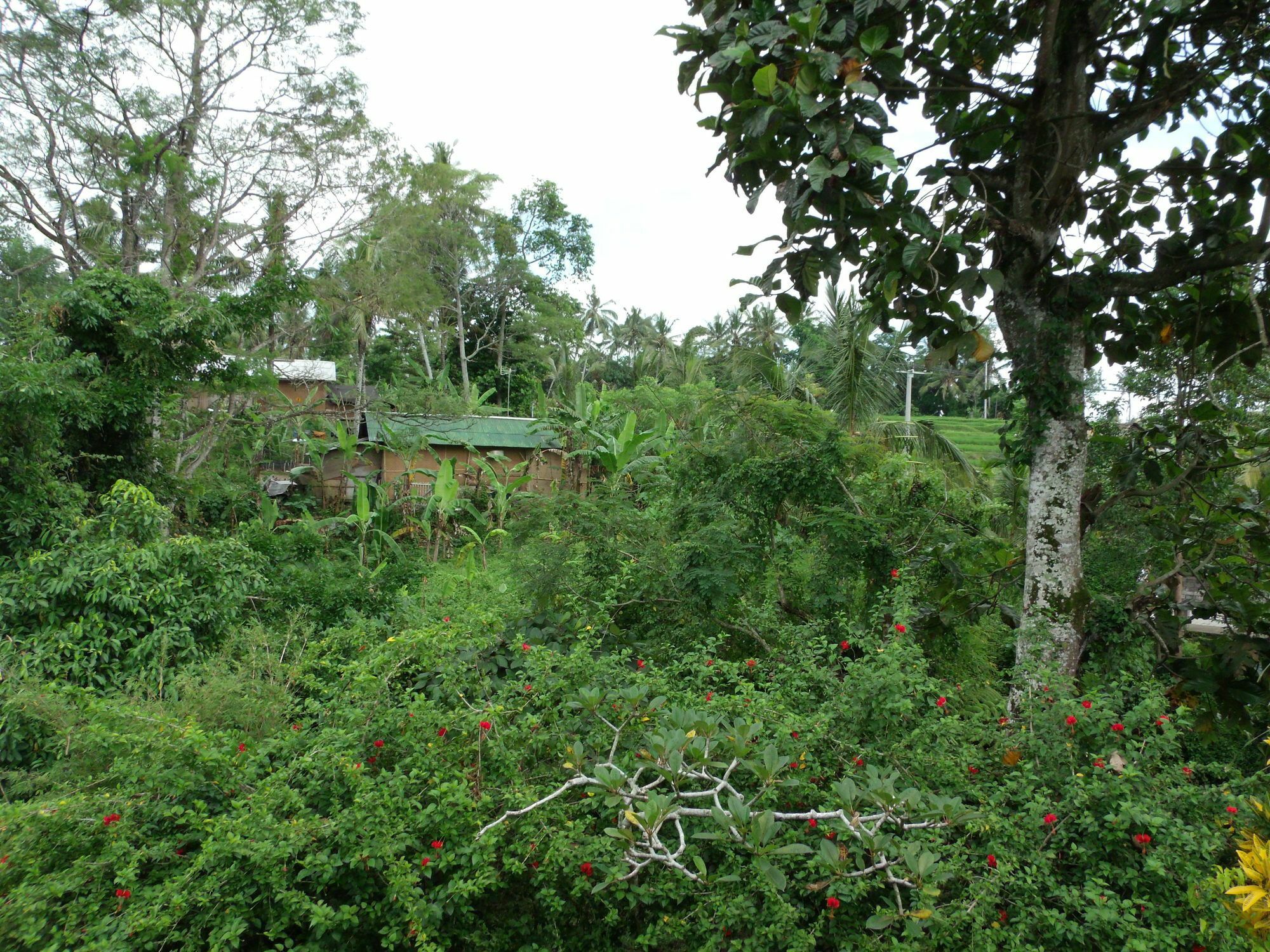 Guest house Wenara Bali