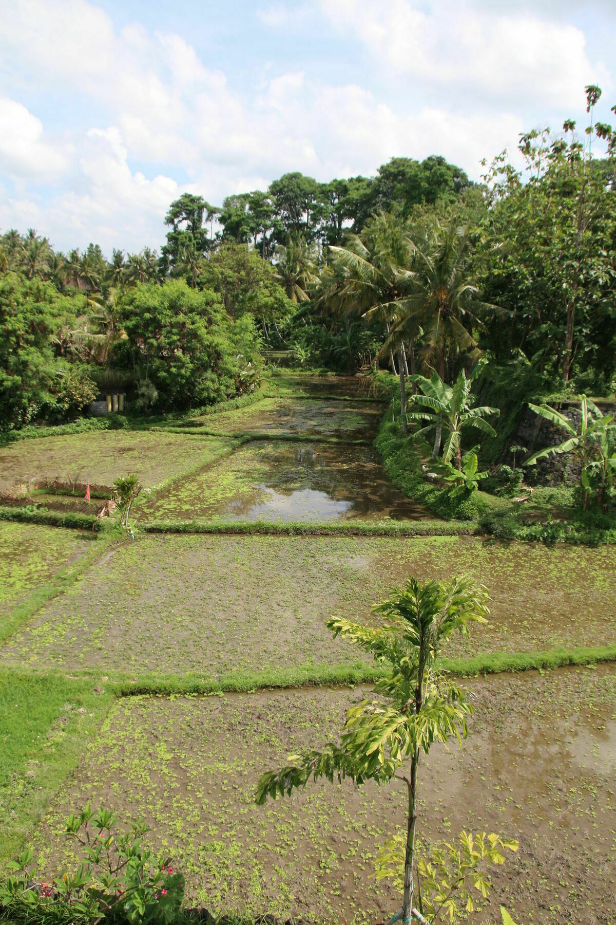Byasa 3* Ubud (Bali)