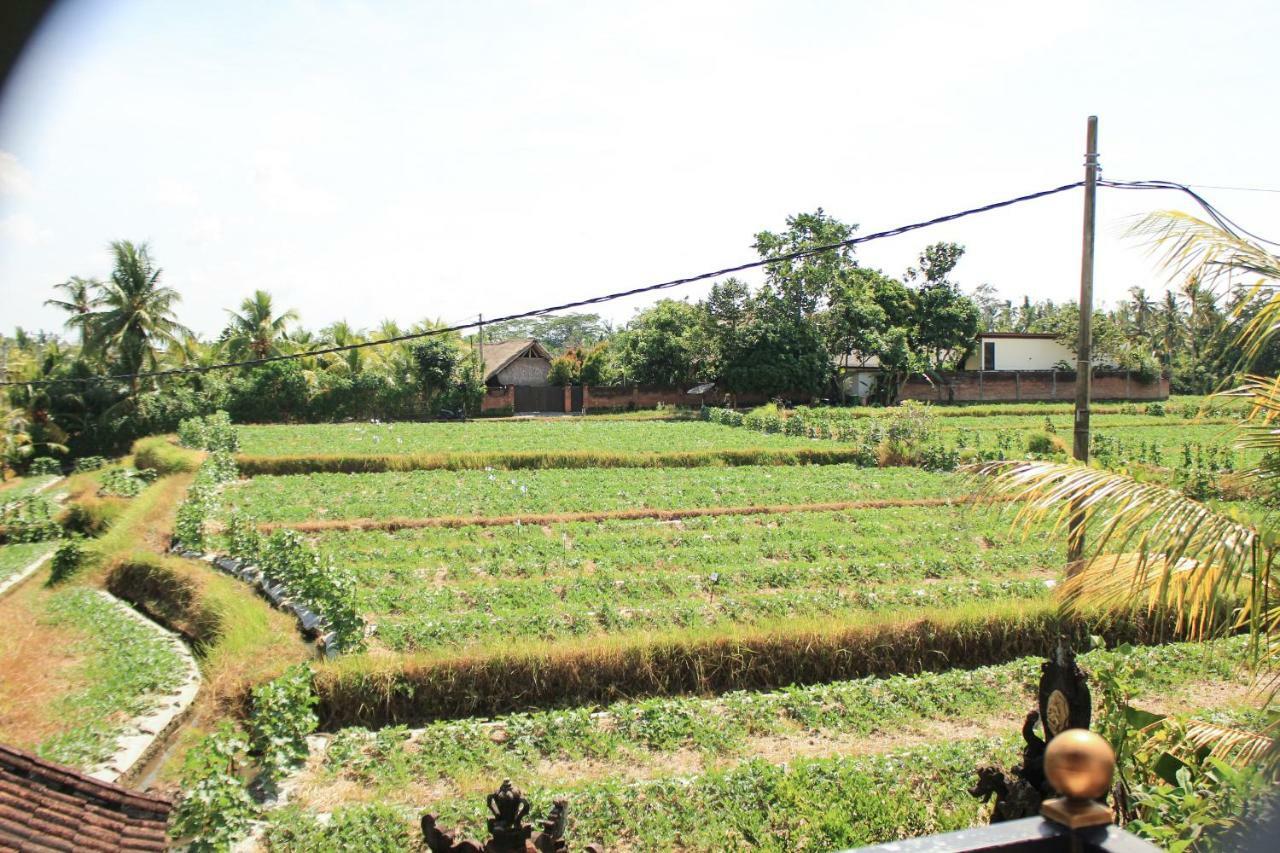 Ancut Sari Guest house