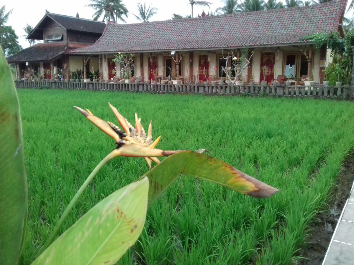 Guest house Rice Padi Artha