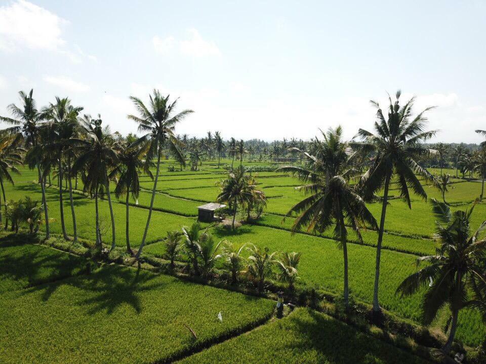 The Sawah & Resort