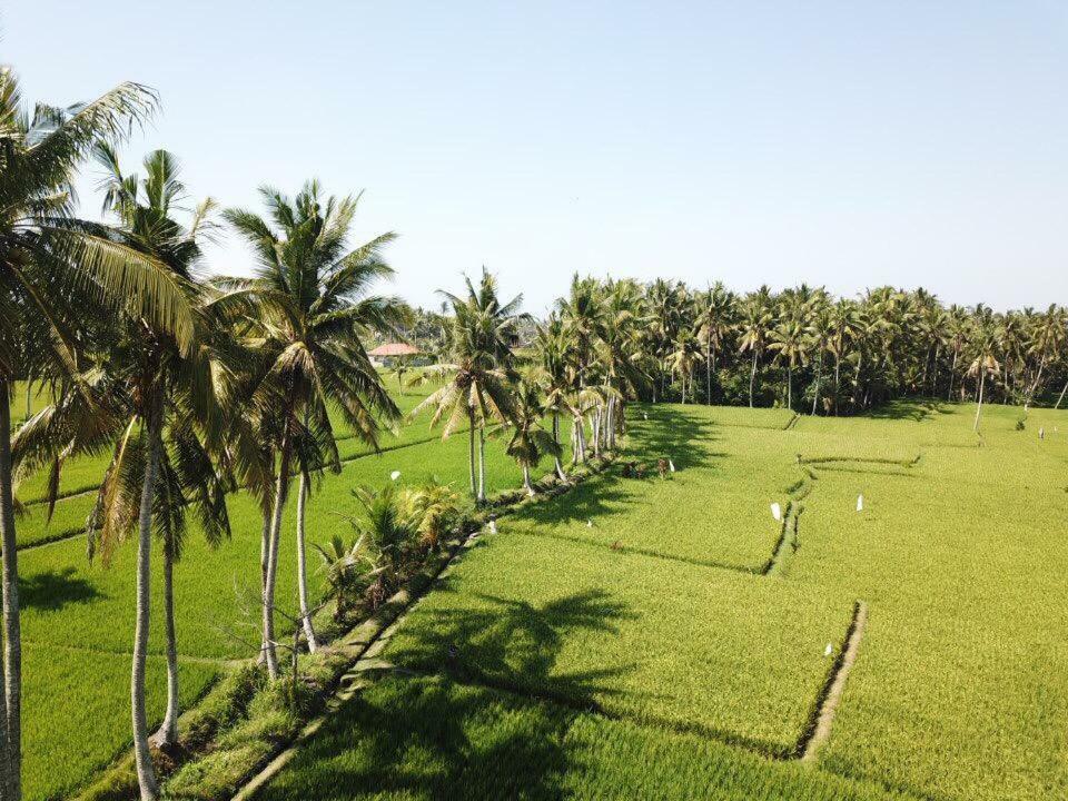 Resort The Sawah &