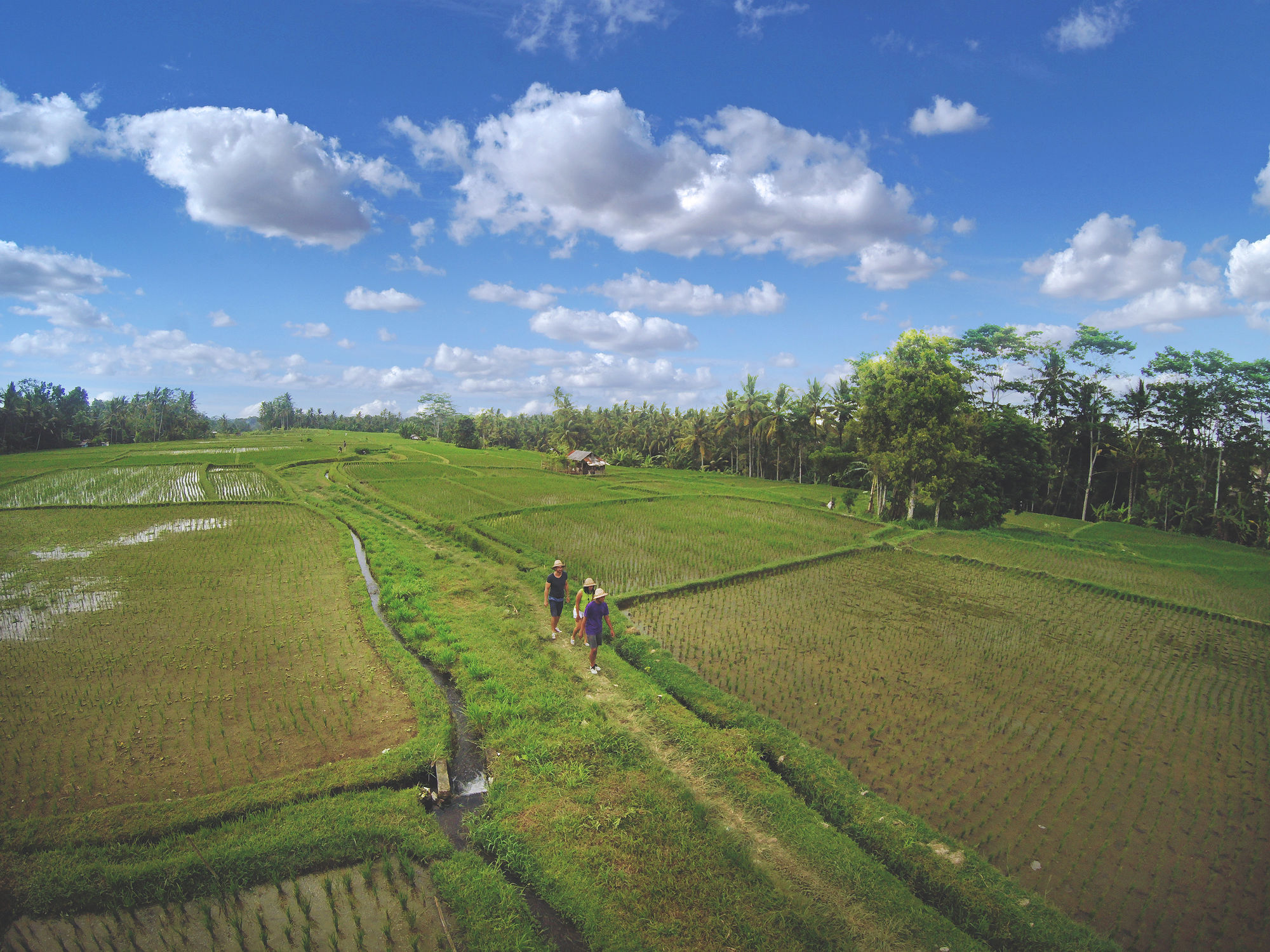 Dedary & By Ini Vie Hospitality Ubud (Bali)
