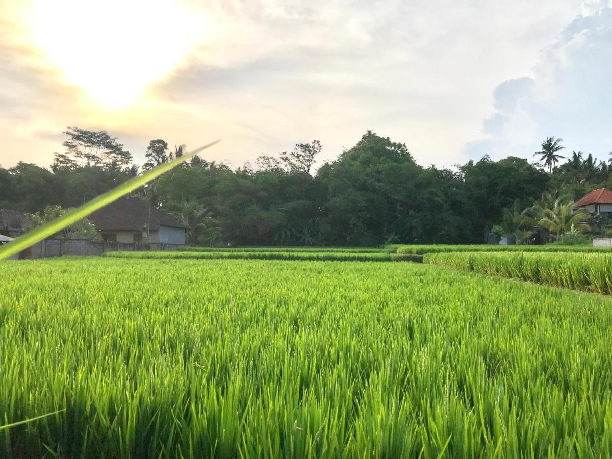 In Paradise The Honeymoon Private In Ubud-bali Ubud (Bali)