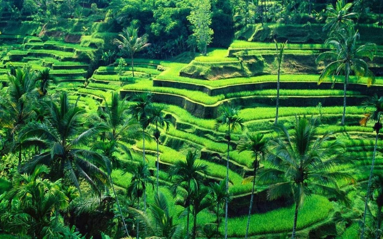 River Campuhan * Ubud