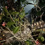 Balimas Guest House