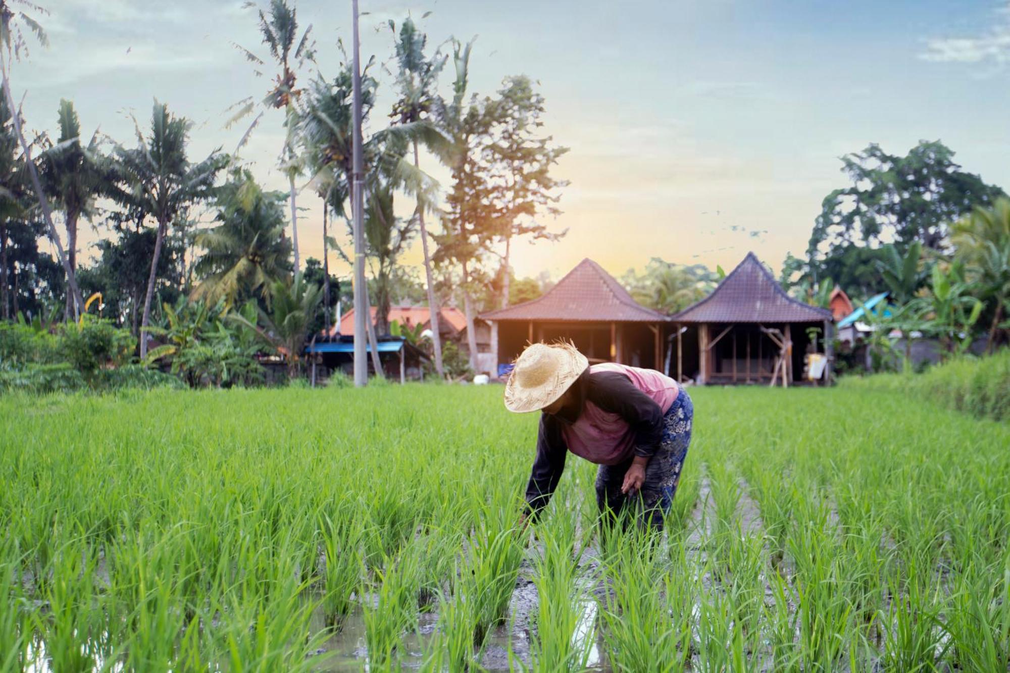 Gasthof Senja D'ubud