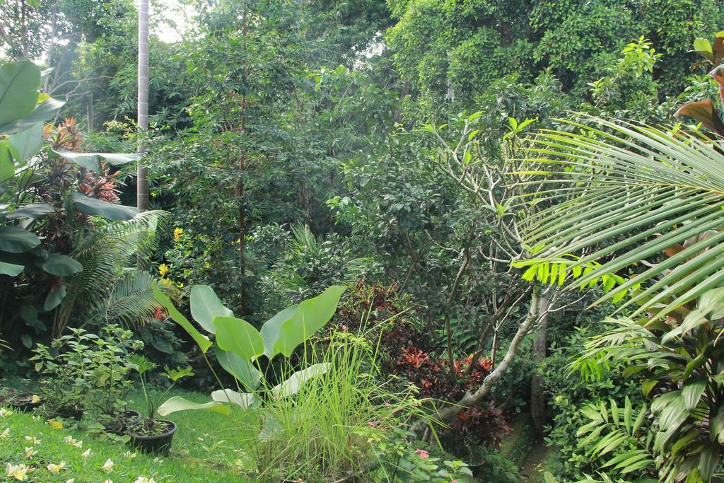 Aji Guest house Ubud (Bali)