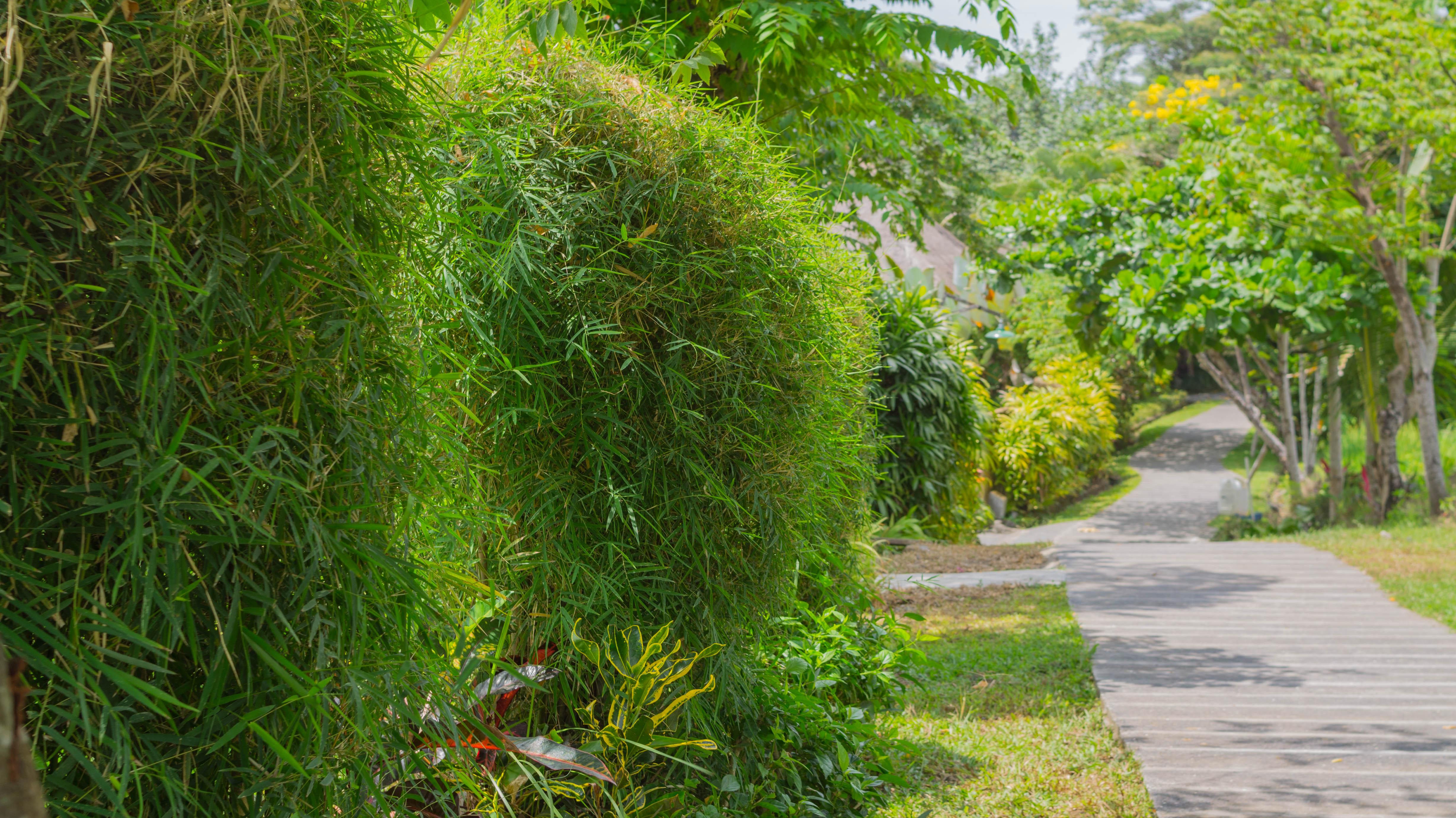 Guest house Serenity House Ubud Bali 2*