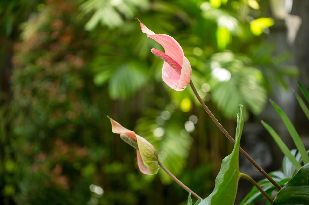 Pundi Kaya Guest house Ubud (Bali)