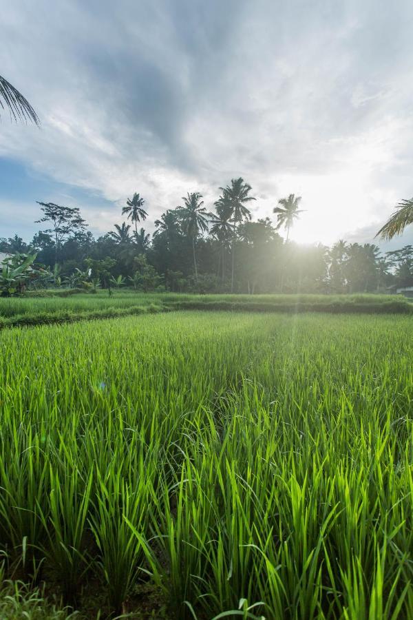 Bed & Breakfast Ubud Luwih Nature Retreat
