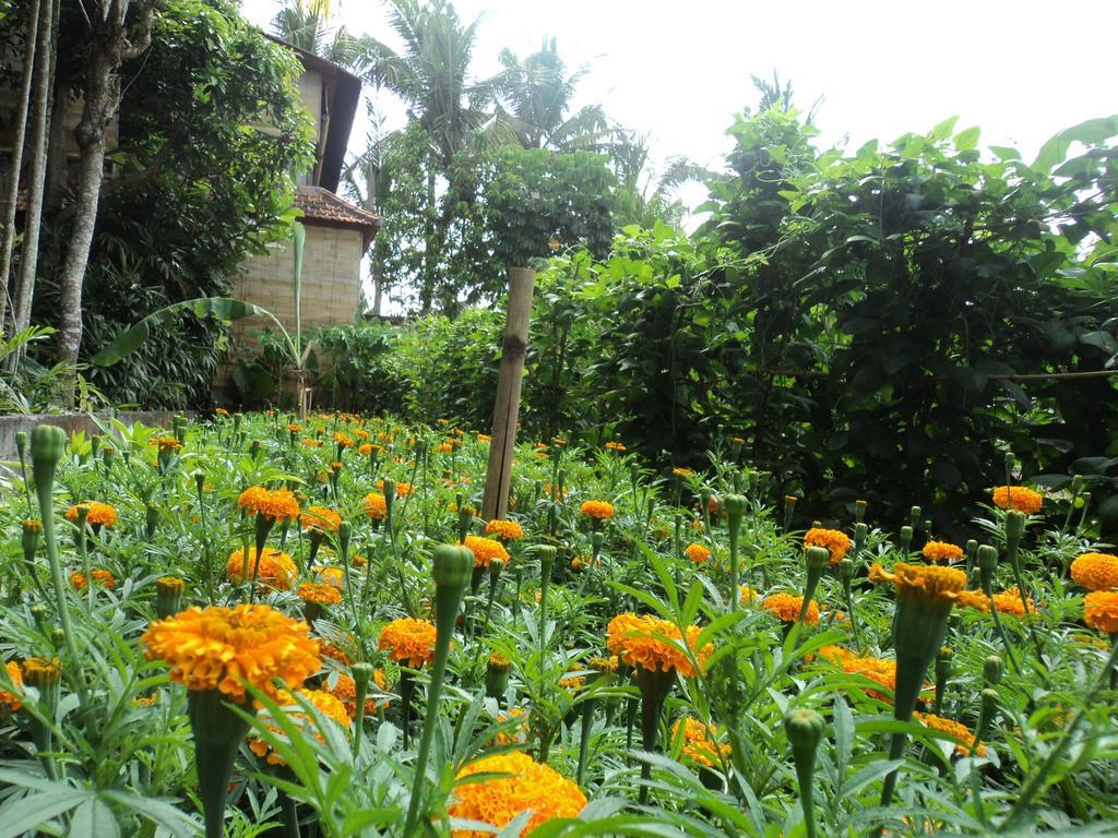 Bhuana Alit Guest house 2*