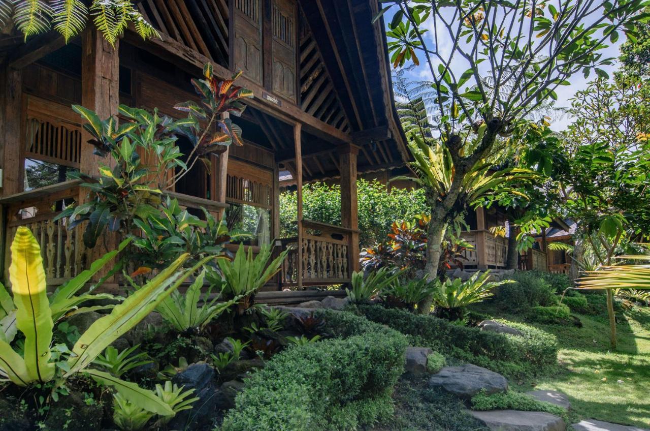 Villa Tree House