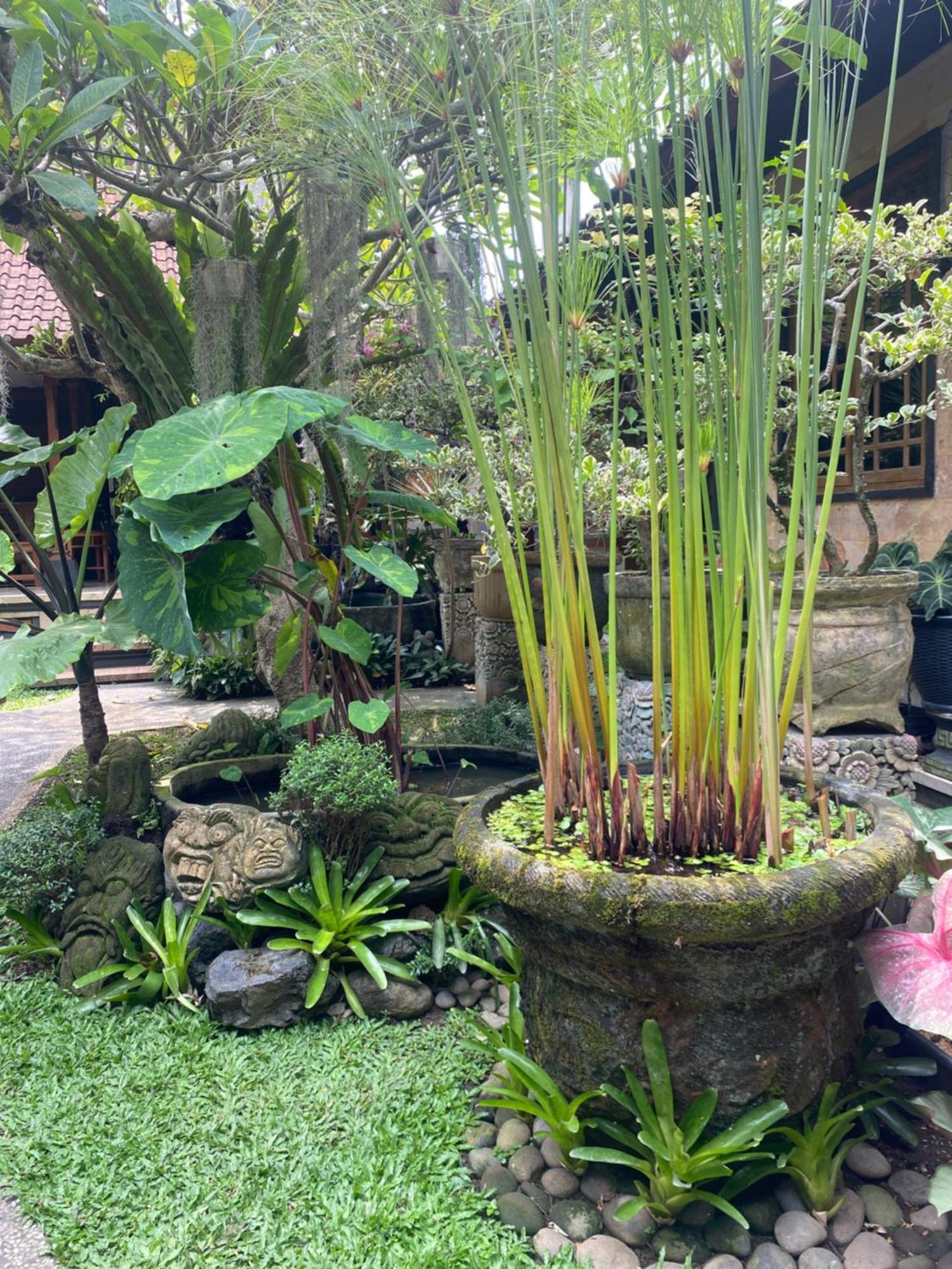 Gus Arditya Ubud (Bali)