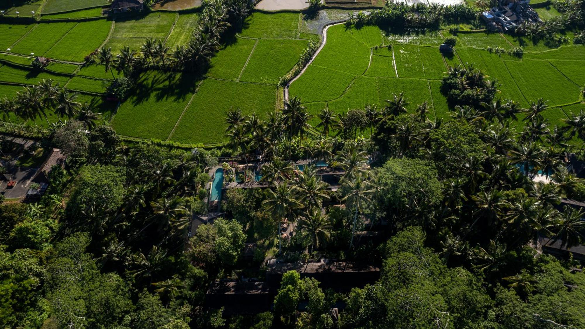 Padi * Ubud