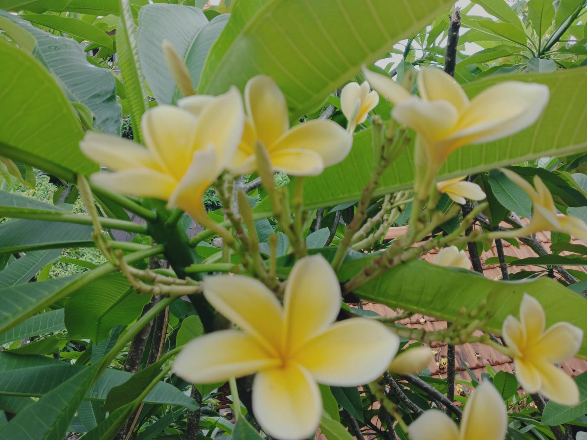 Sudana Ubud (Bali)