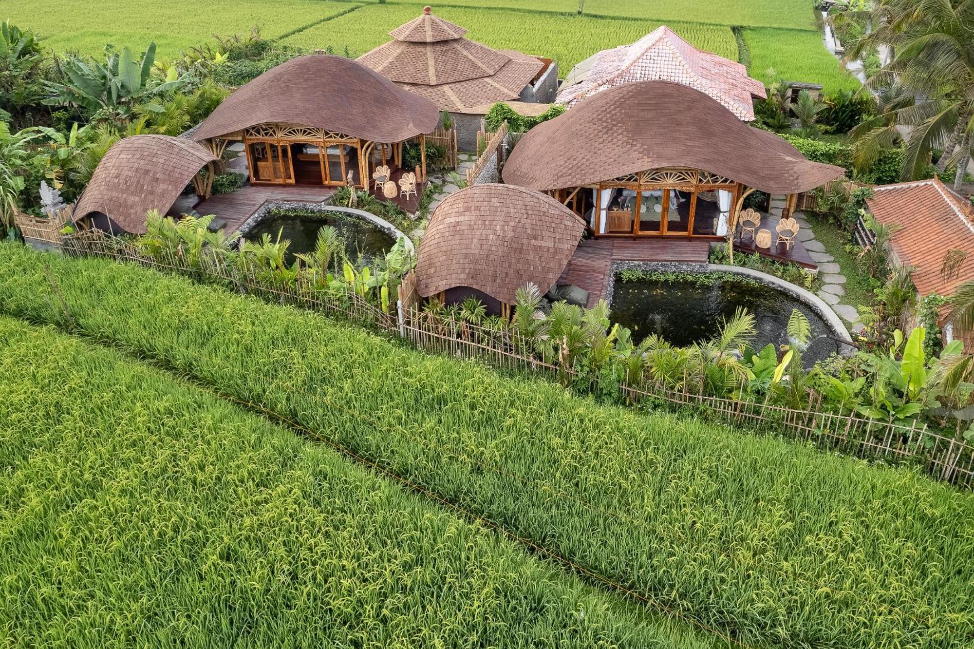 Arapan Eco *