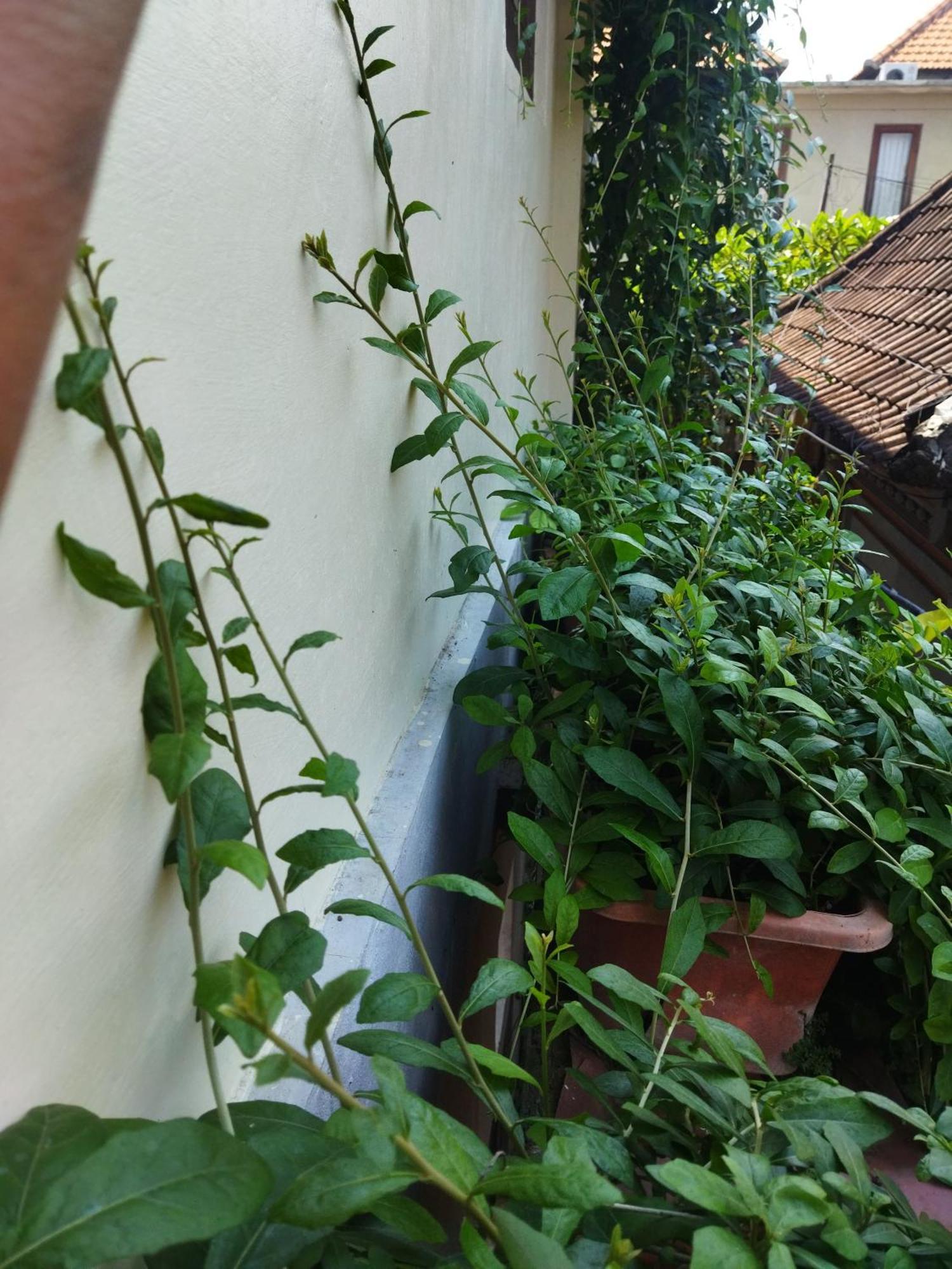 Wahwik's House 2* Ubud