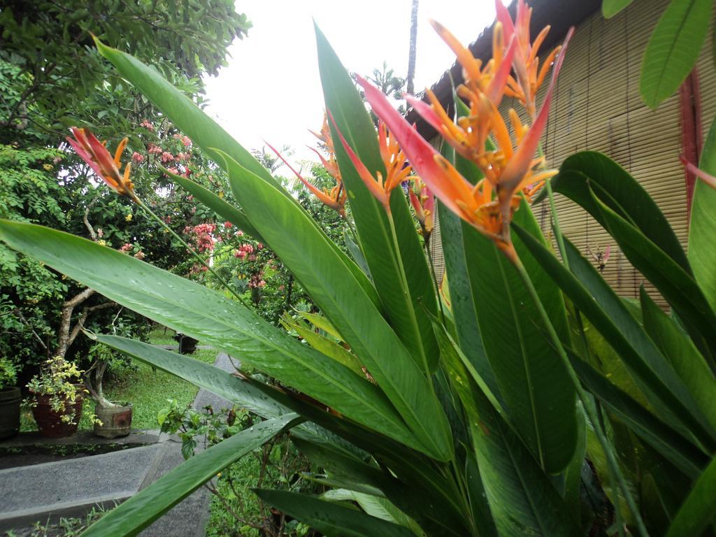 Guest house Bhuana Alit Ubud (Bali)