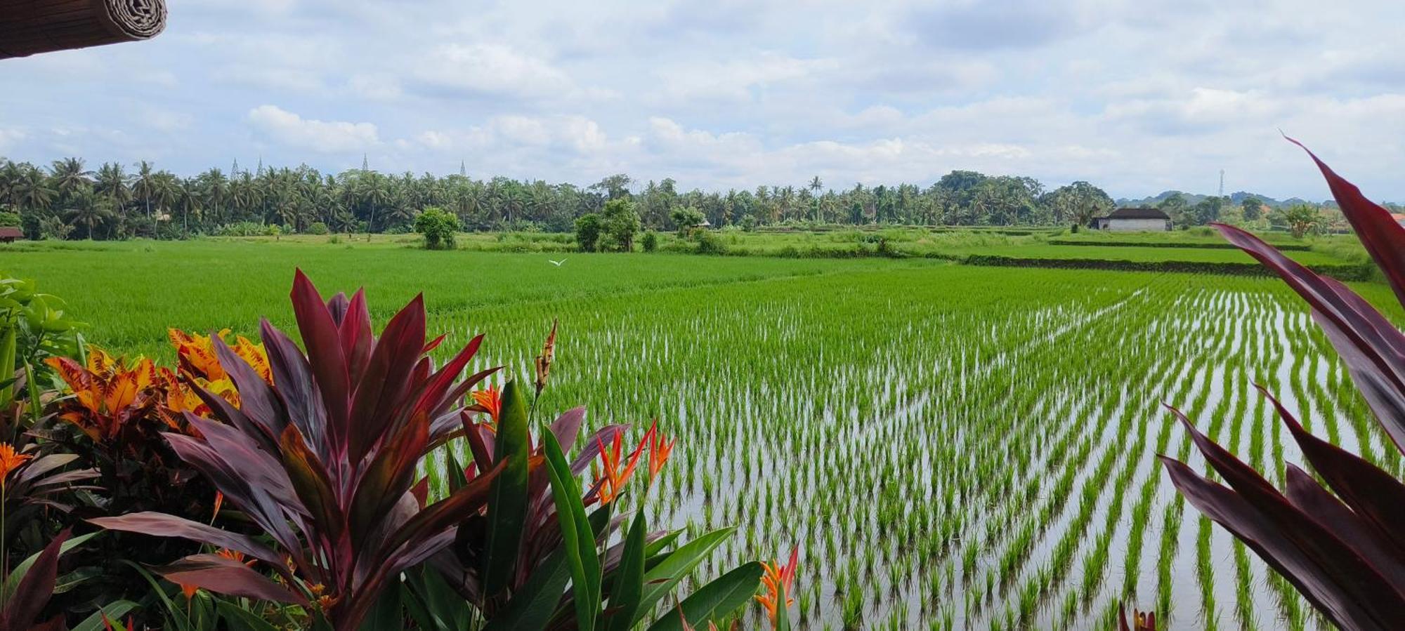 With Rice Field Views In Villa