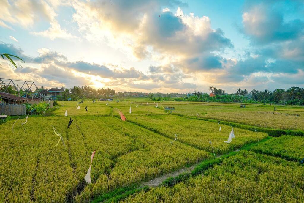 Padi, Stylish 1 Bedroom W/ Rice Paddy Views