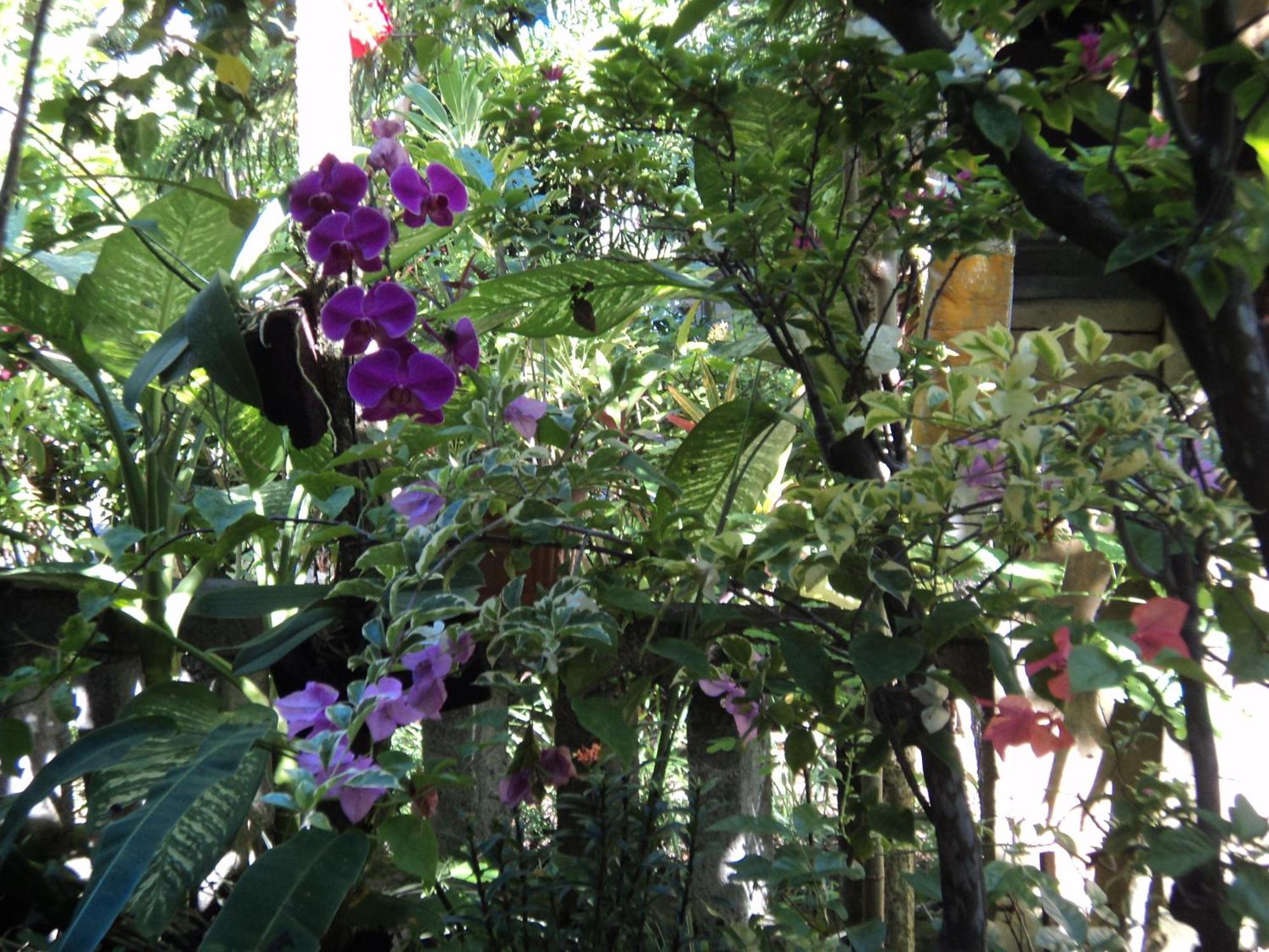 Bhuana Alit Guest house 2*