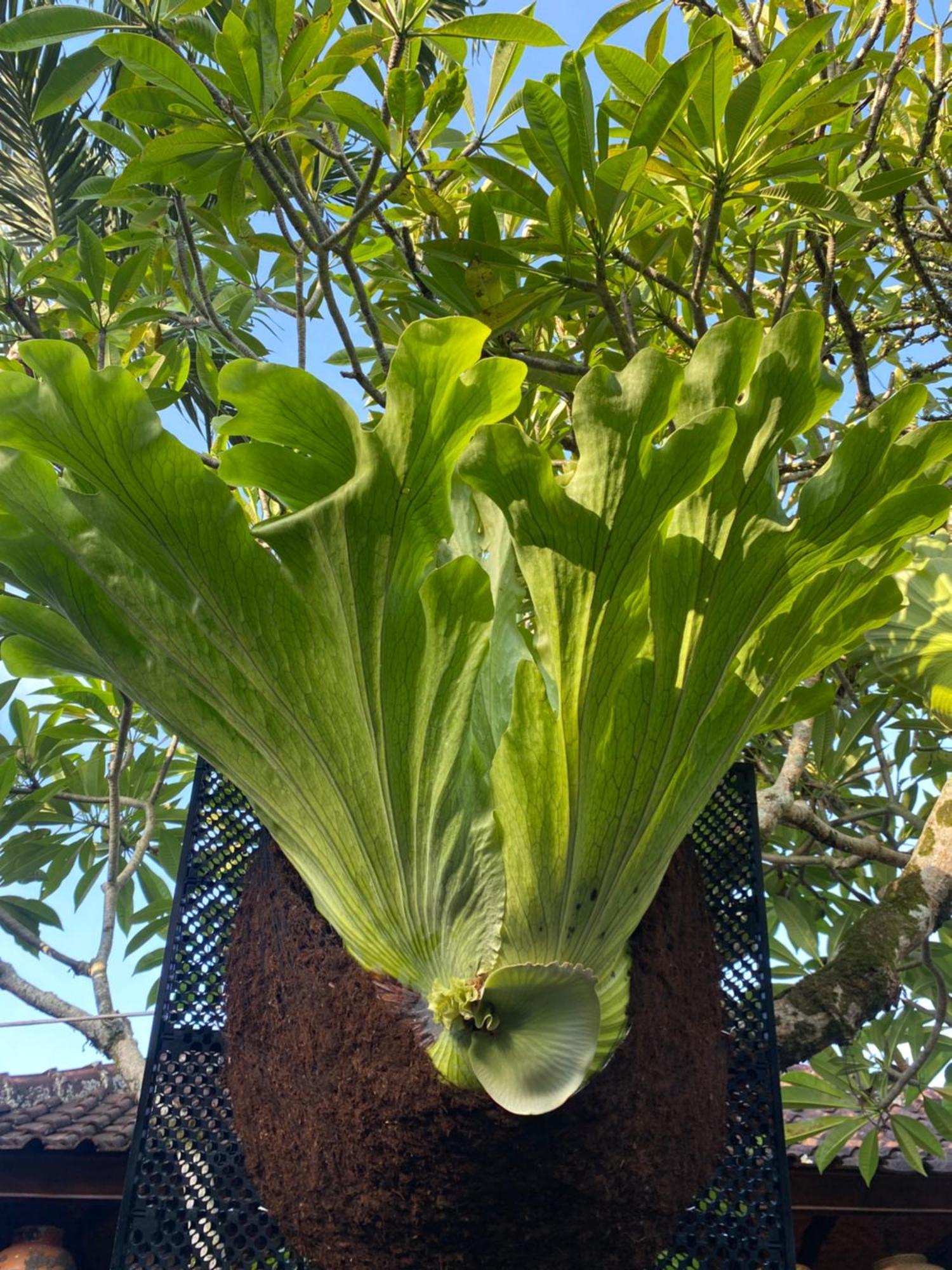Suryadina Gasthuis Ubud