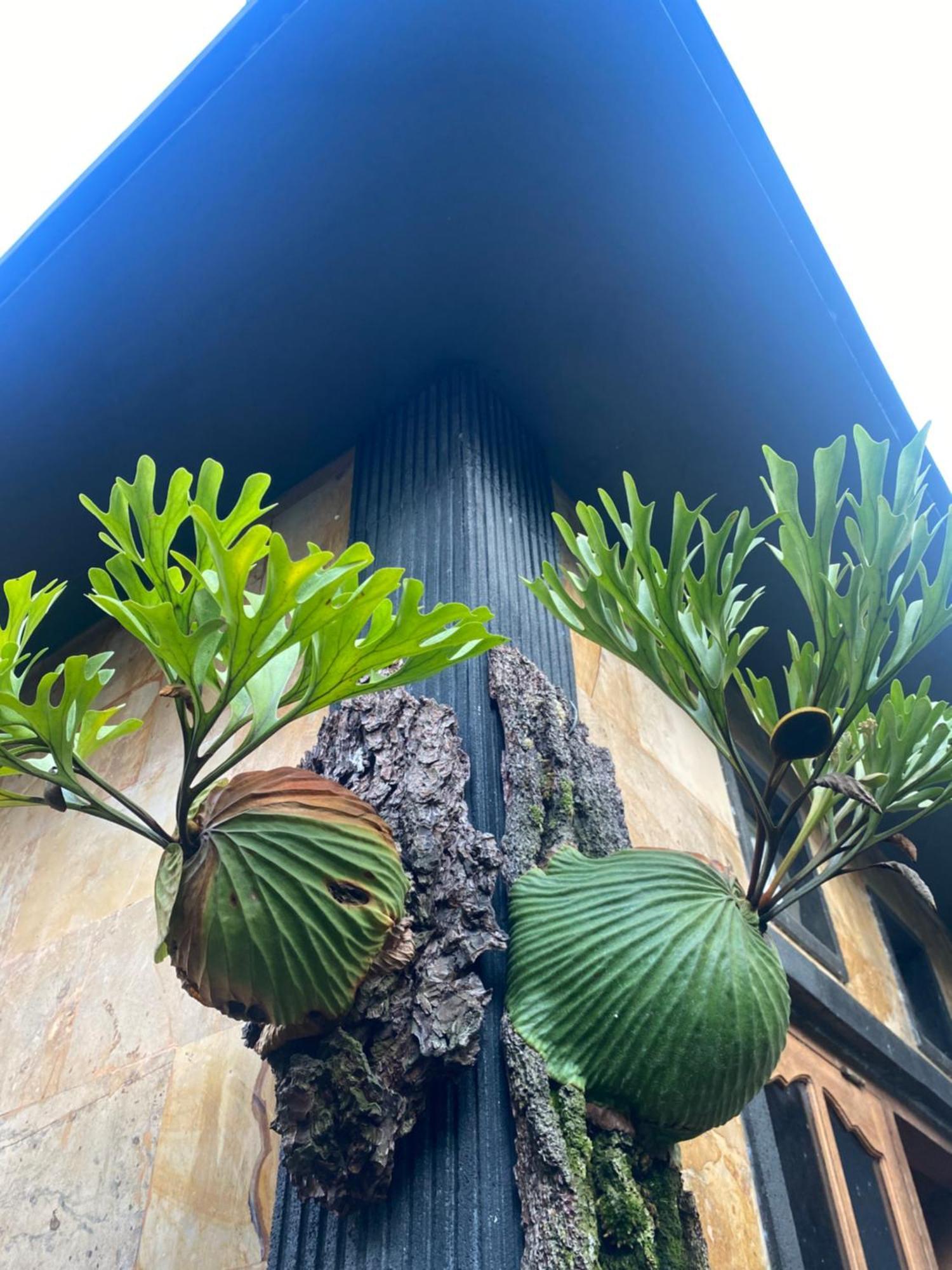 Suryadina * Ubud
