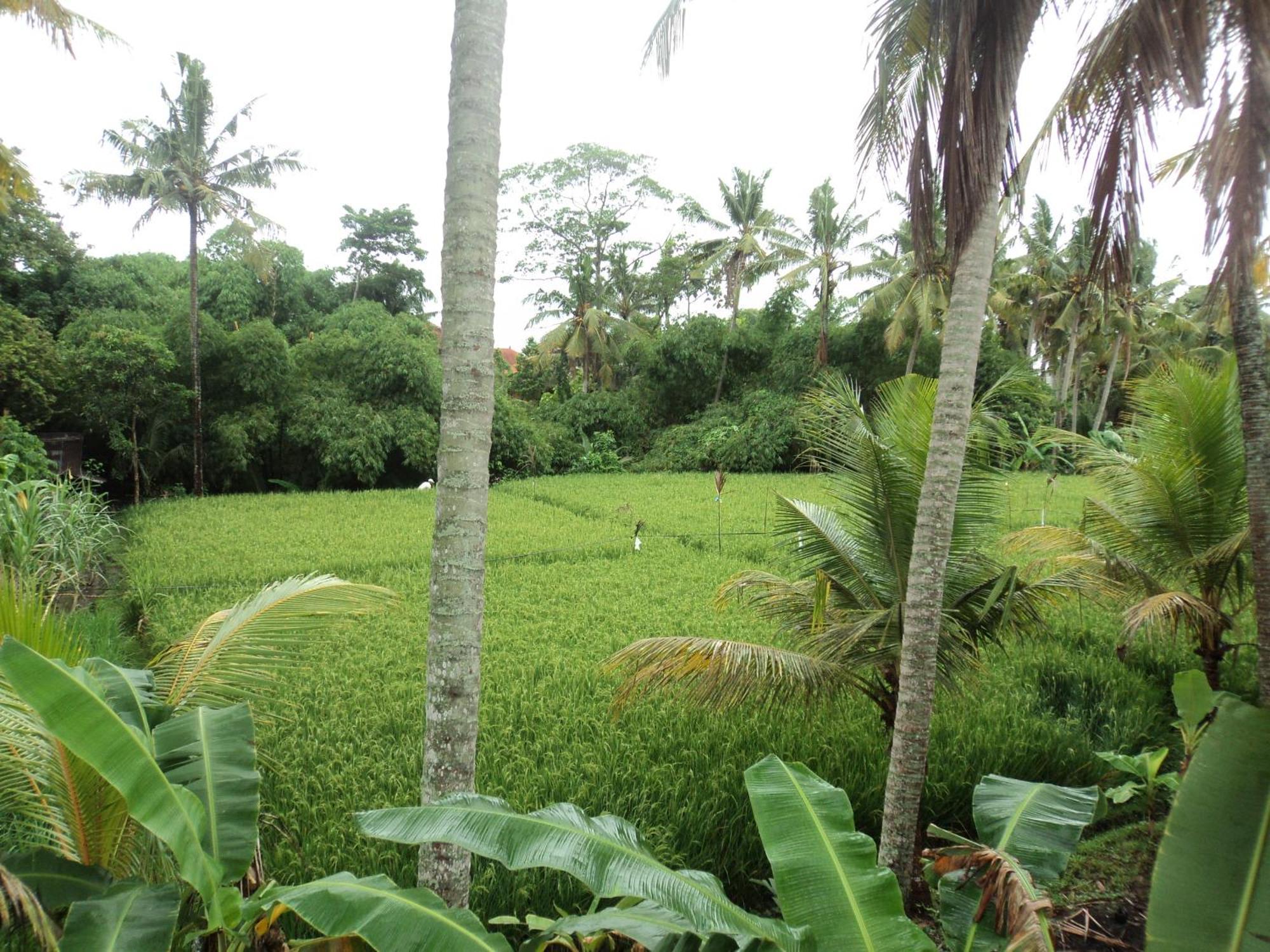 Bhuana Alit