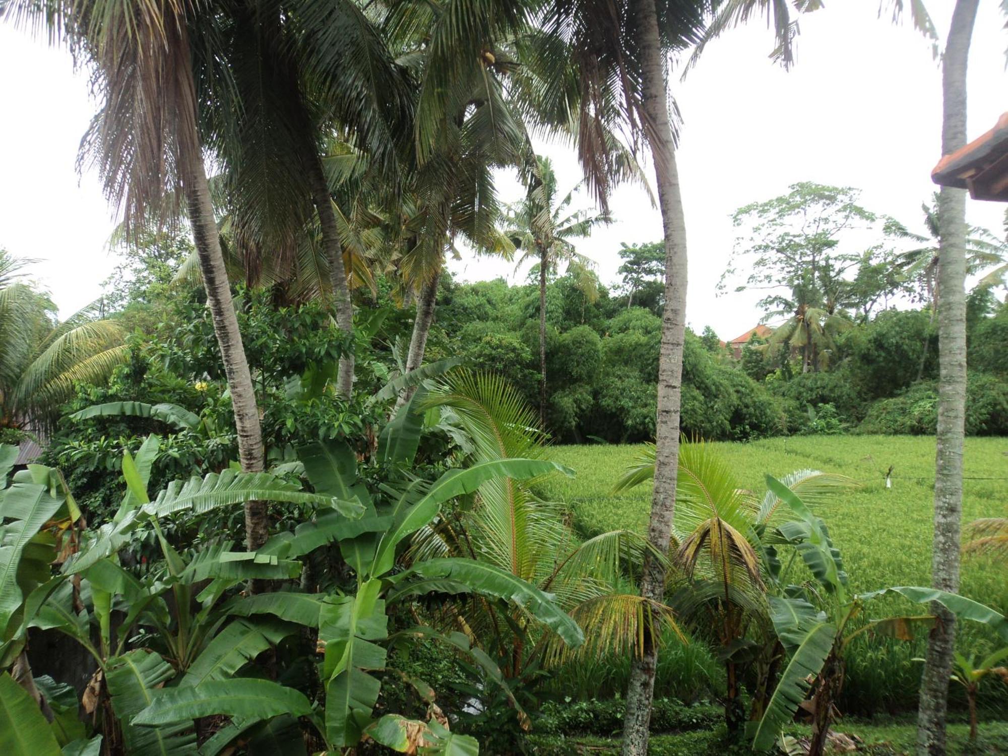 Guest house Bhuana Alit