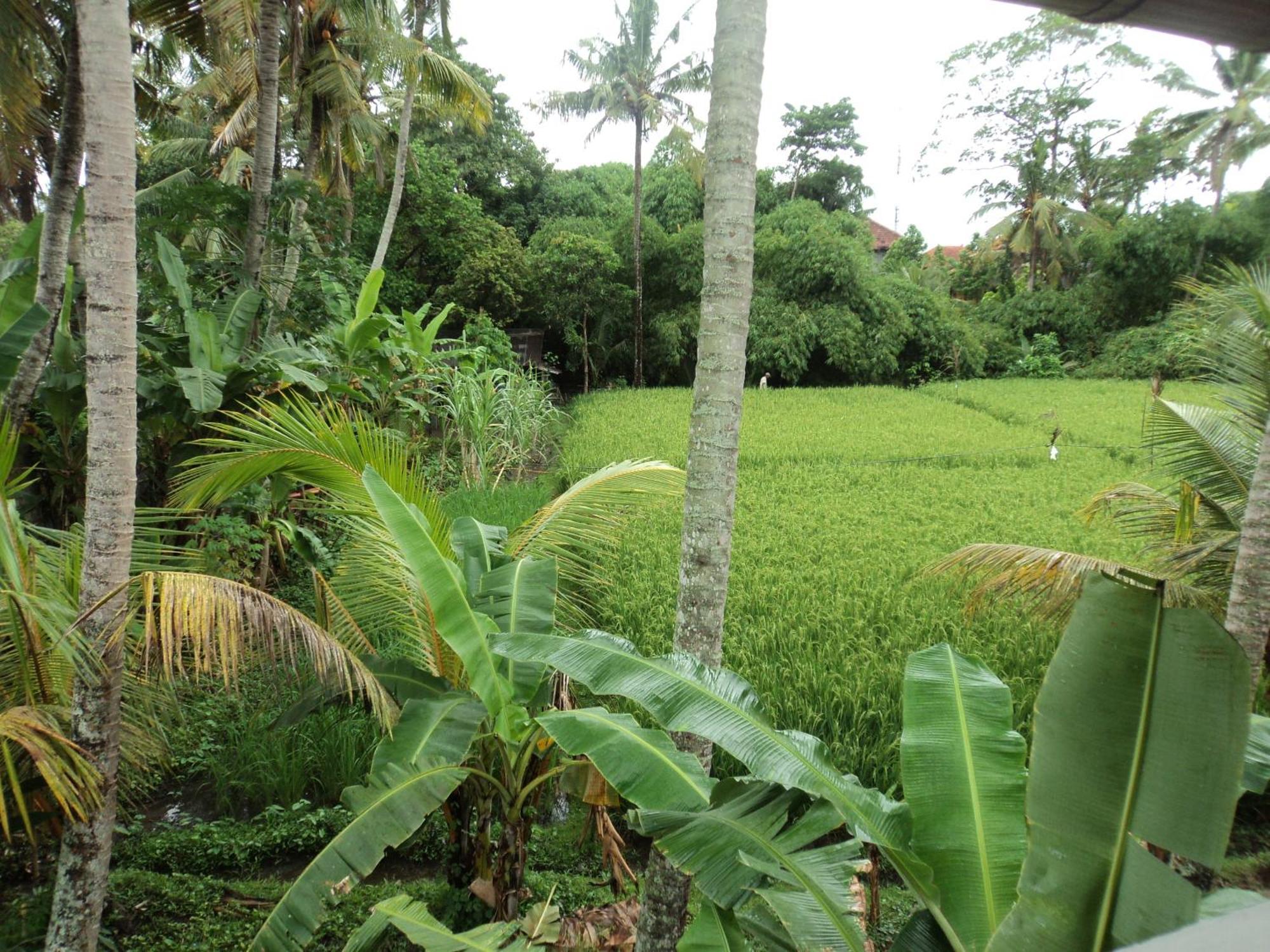 Guest house Bhuana Alit Ubud (Bali)