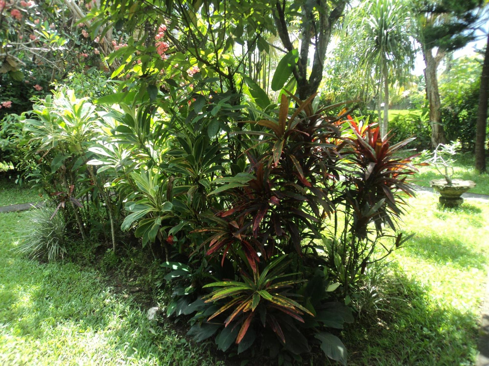 Guest house Bhuana Alit Ubud (Bali)