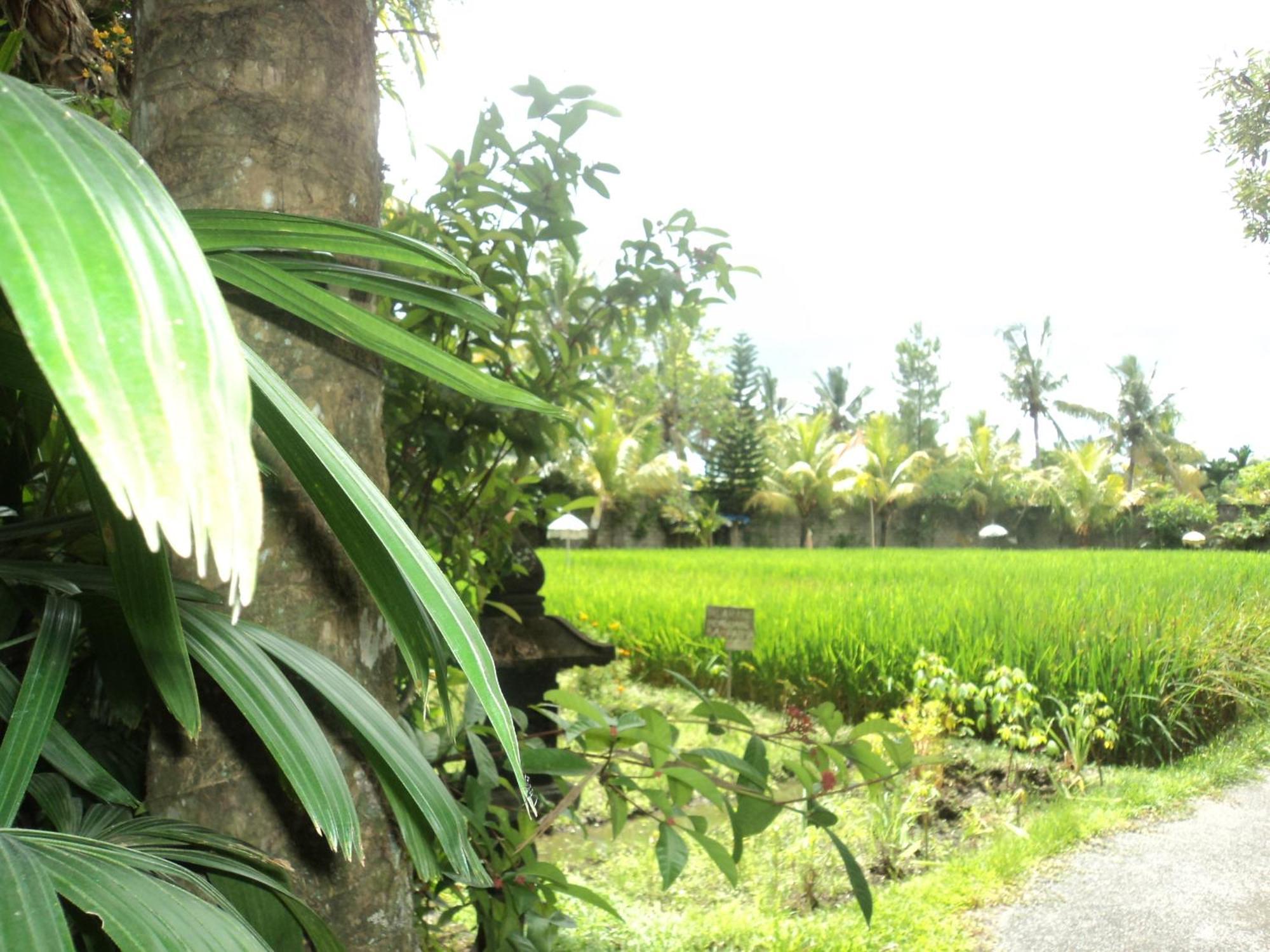 Bhuana Alit Guest house Ubud (Bali)