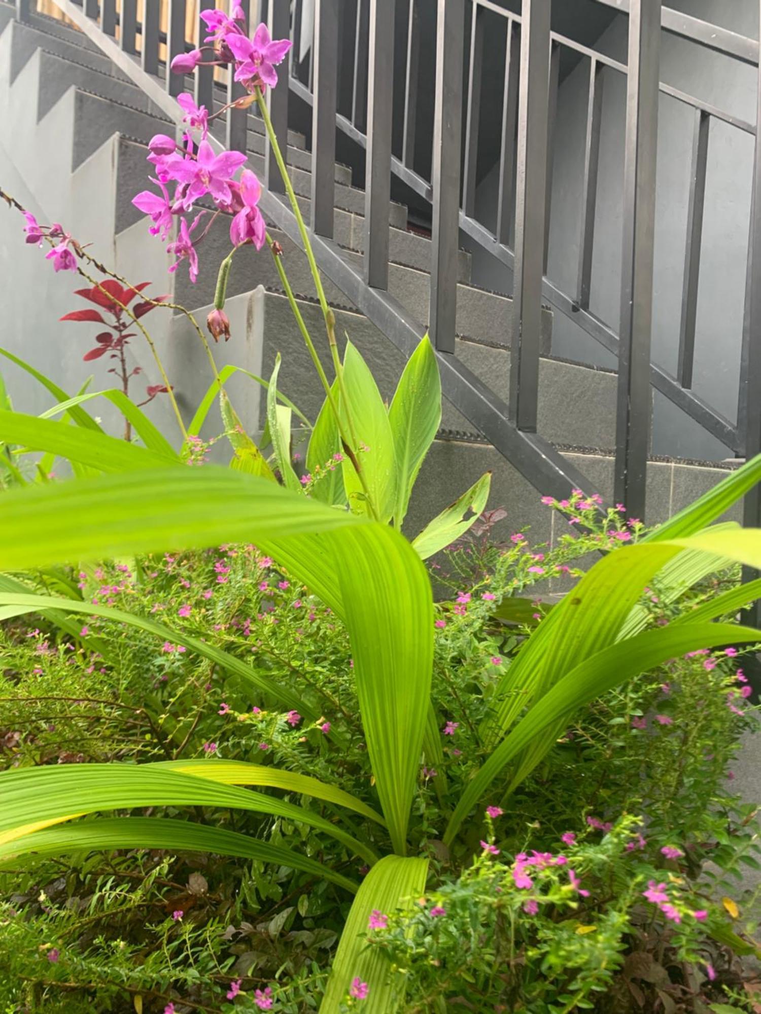 Evo Homestay