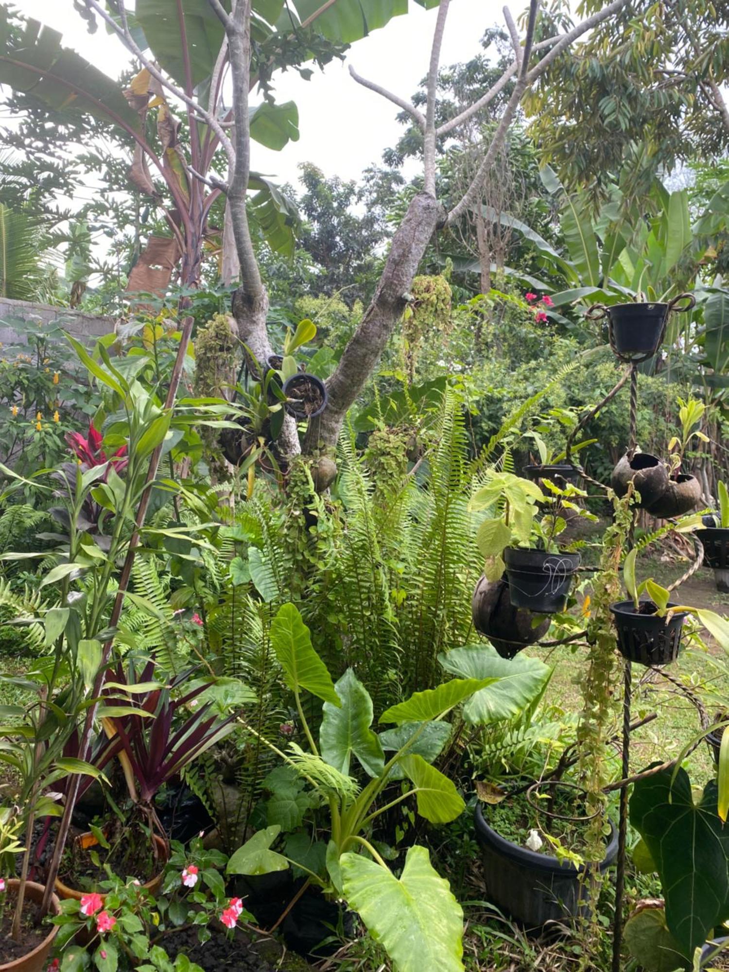 Bali Asli By Eps Ubud