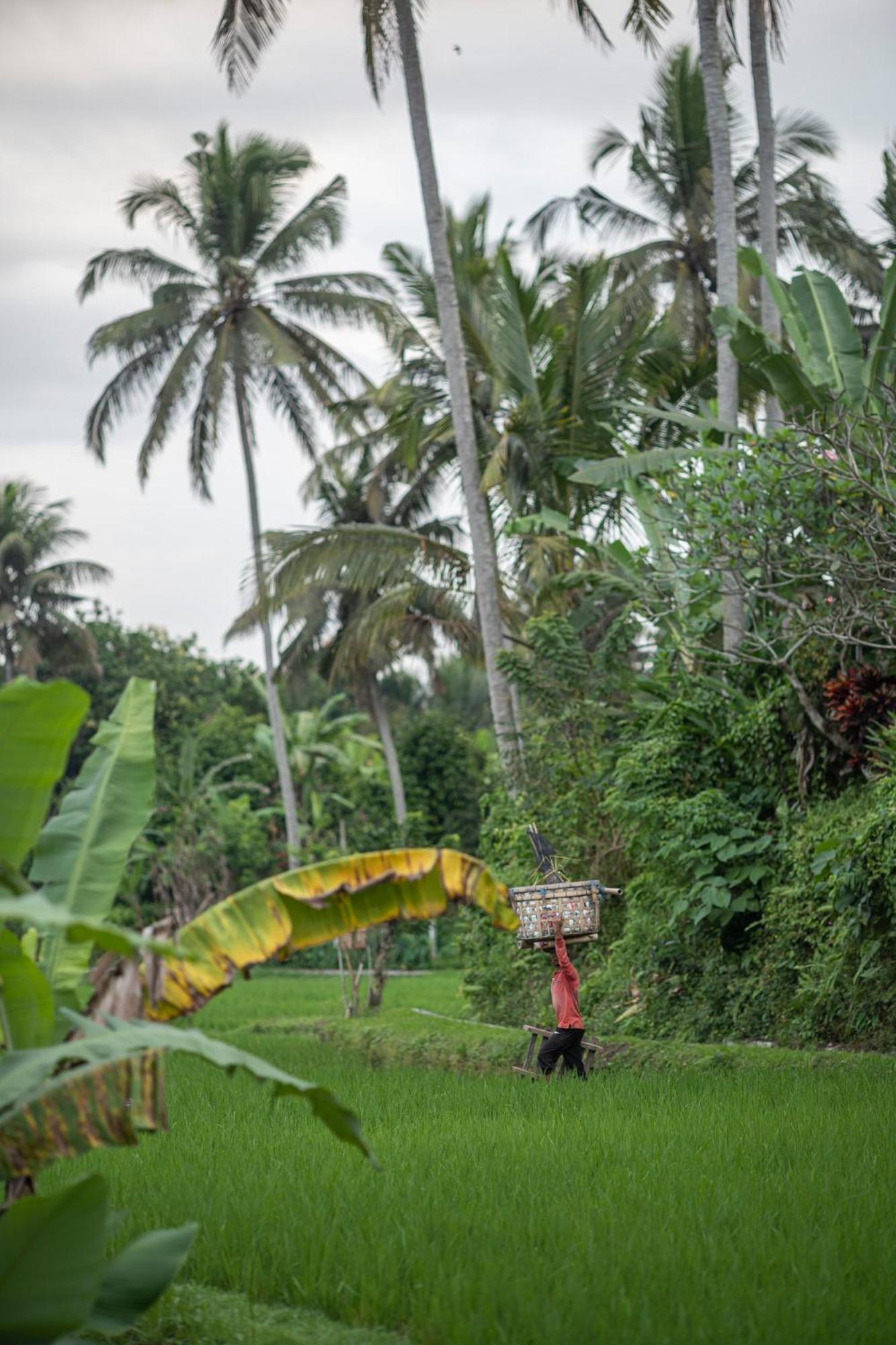 Graha Padi * Ubud (Bali)