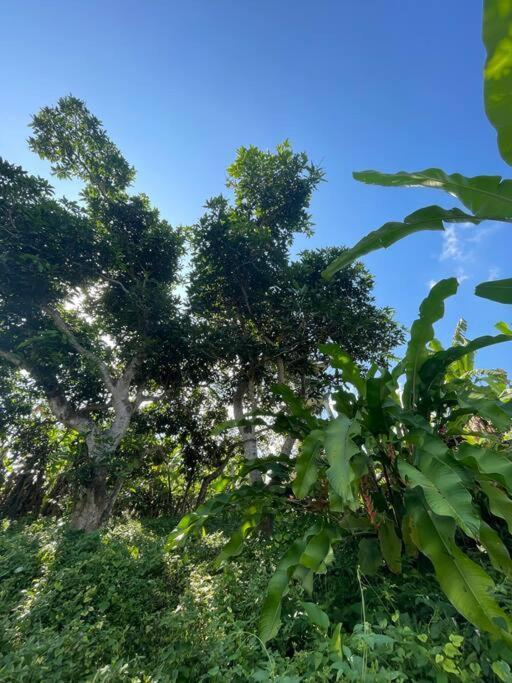 Desaka Bisma Rumah tetamu Ubud (Bali)