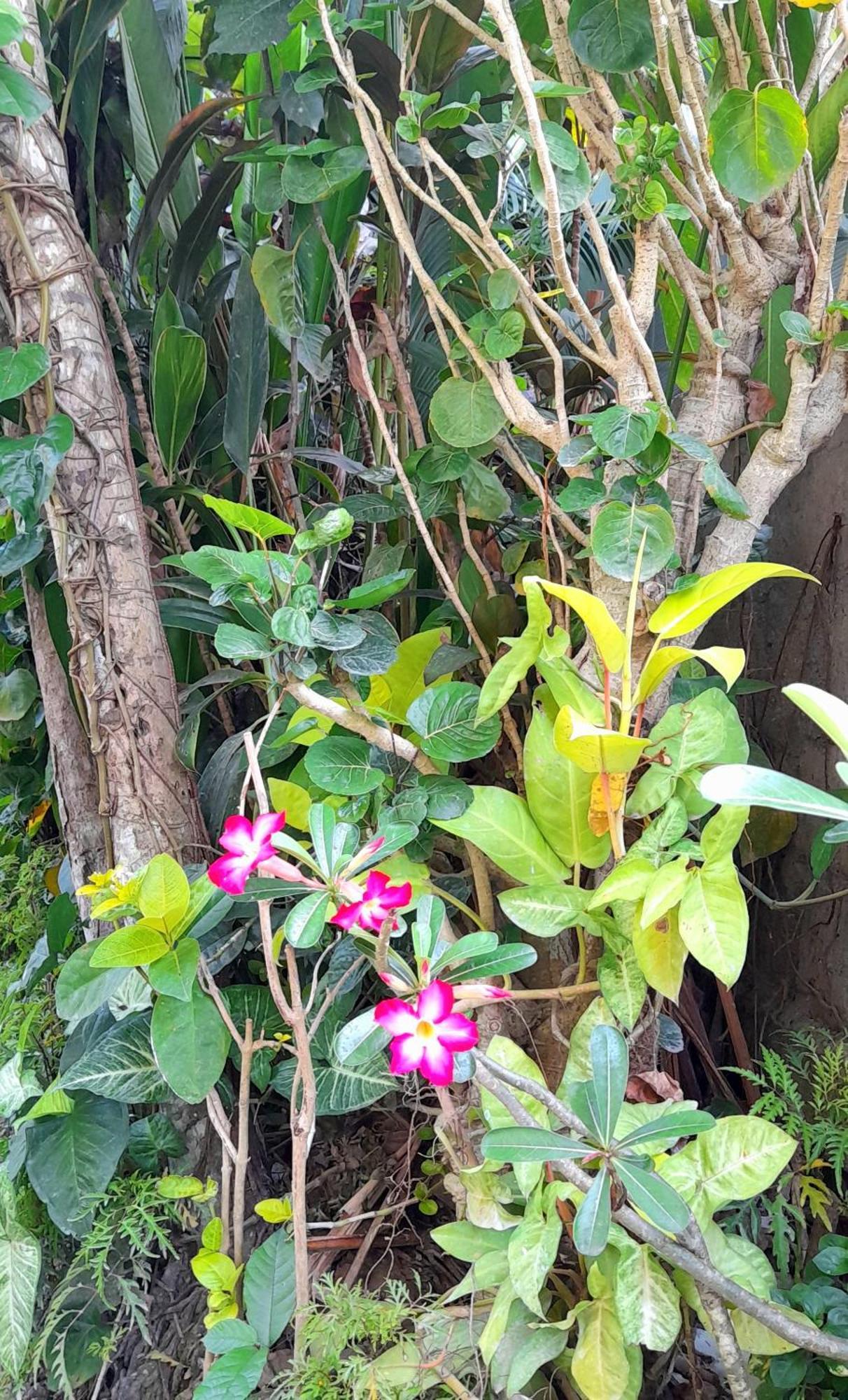 Sari Kembang 2 Villa Ubud (Bali)