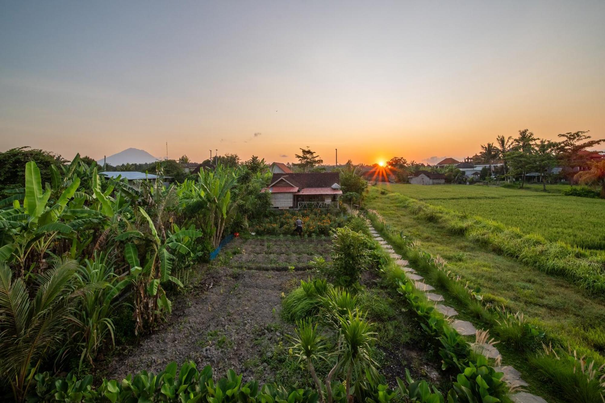 Terranea - Peaceful Haven Ubud (Bali)