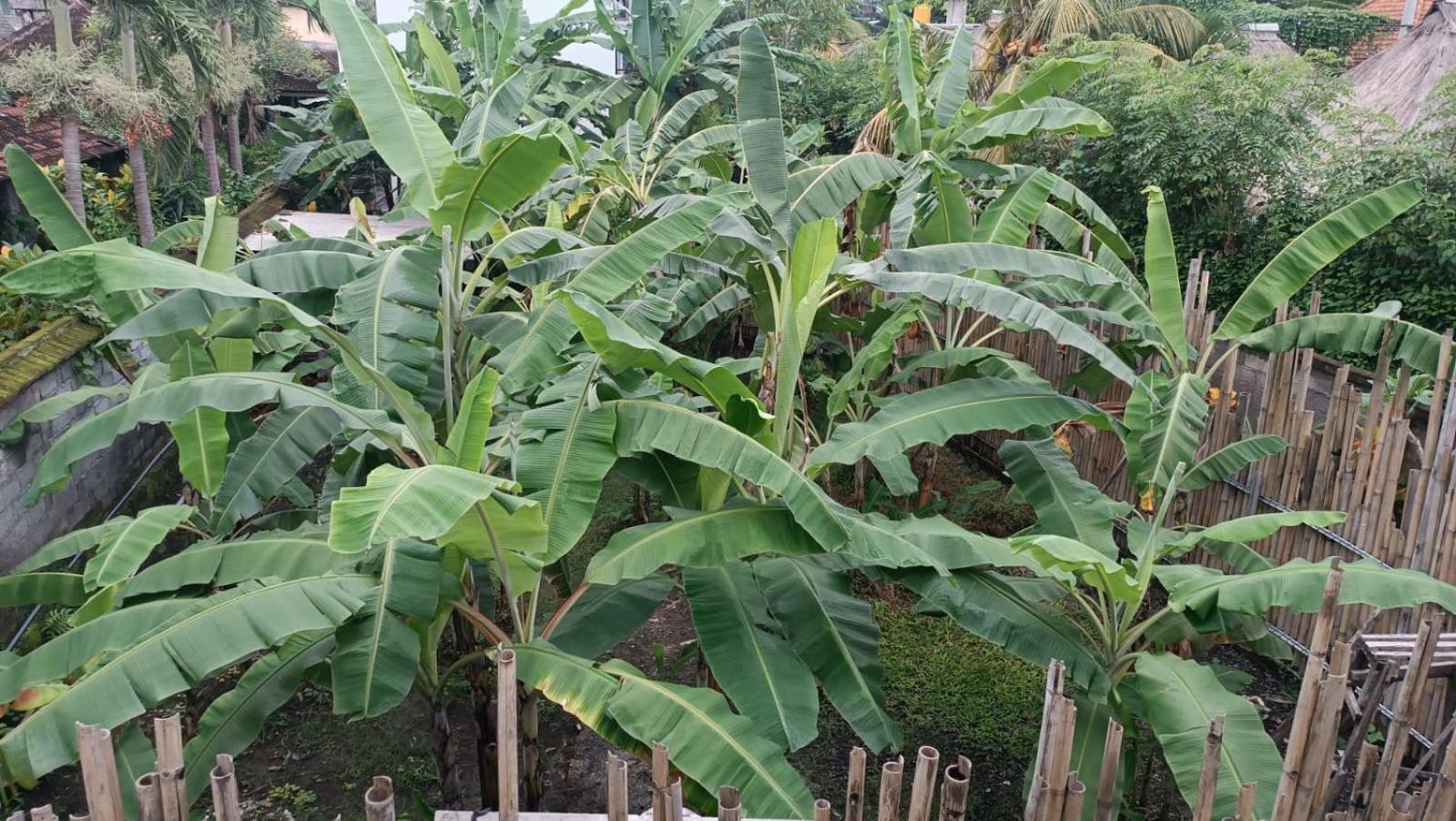 Nugraha 2 Ubud (Bali)