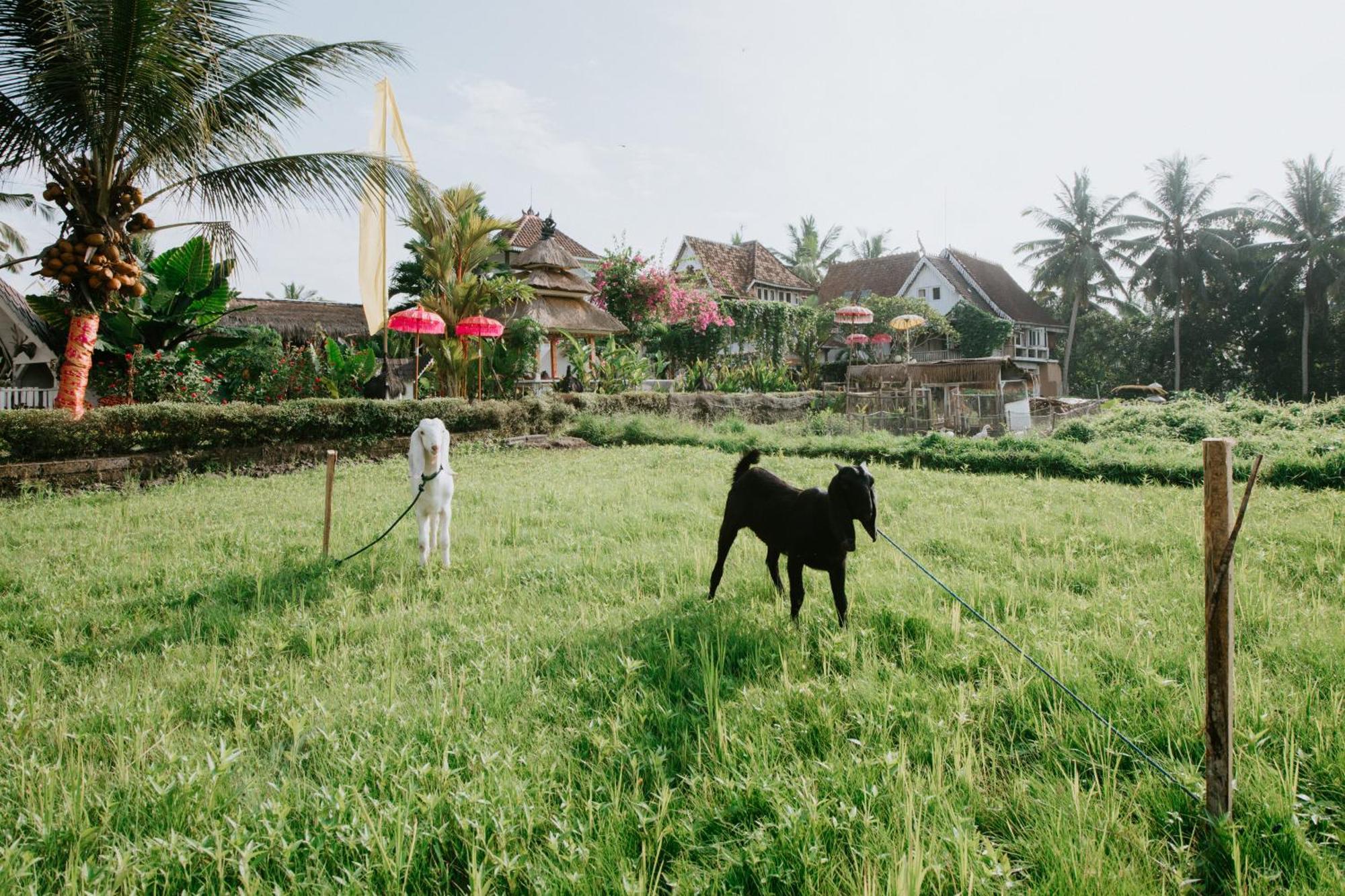 The Rice Joglo Eco-stay * Ubud