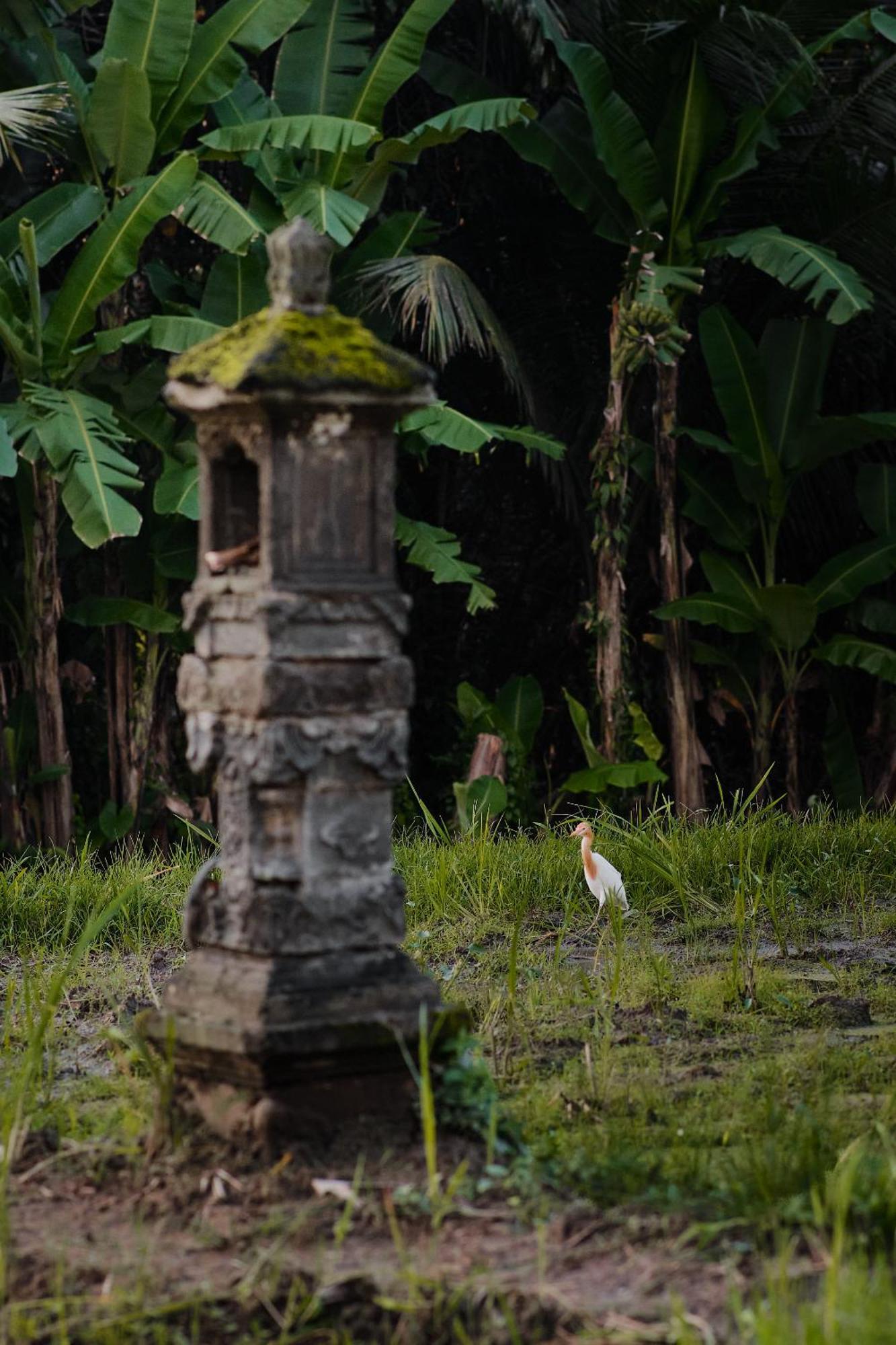 Carik Mesari Ubud (Bali)