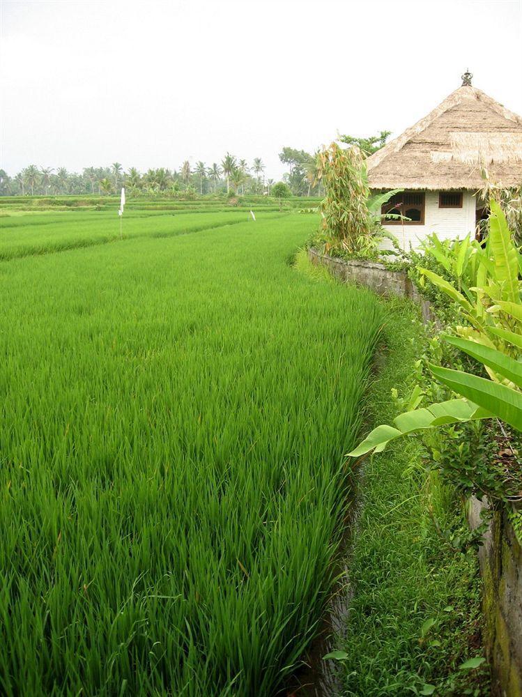 Terang Bulan 2*